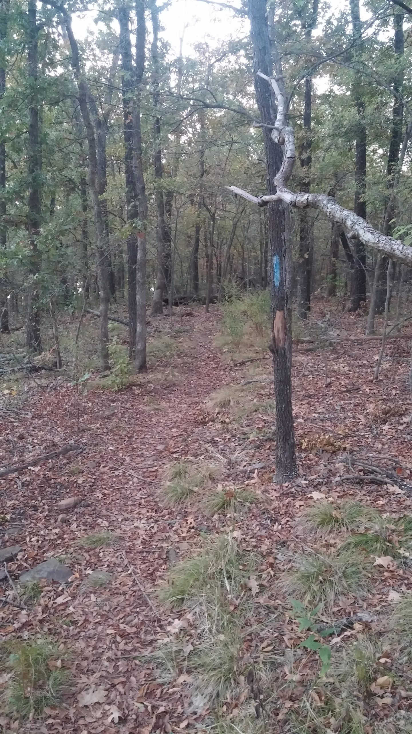 A narrow dirt path winding through a forest with tall trees and fallen leaves covering the ground. Green grass peeks through the leaves, and a blue trail marker is visible on a nearby tree trunk. The scene is tranquil and depicts a natural woodland environment. Claremore mountain bike trail mountain bike trail.