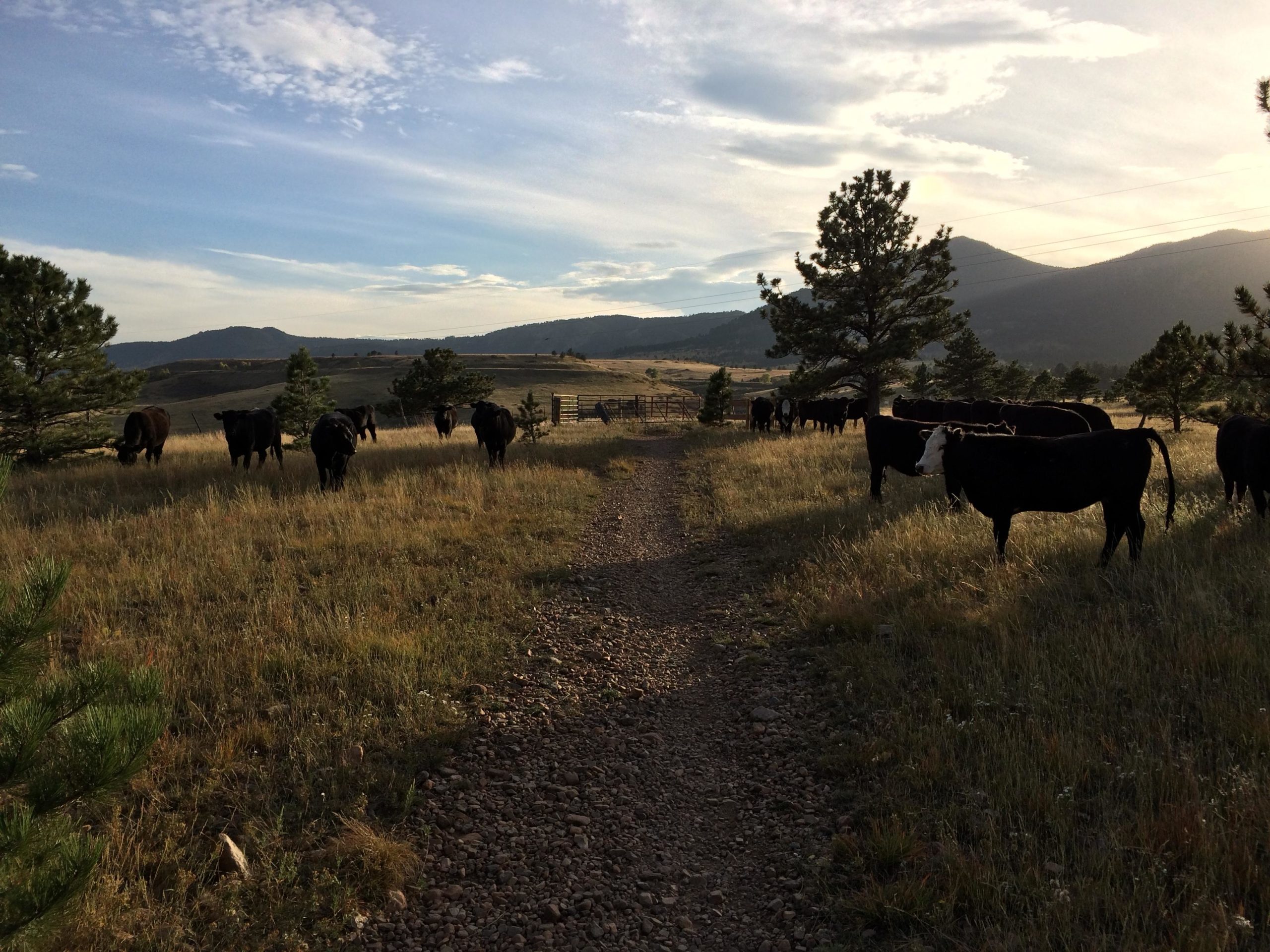 A peaceful rural scene featuring several black cows grazing in a grassy field alongside a winding gravel path. The background showcases rolling hills and mountains under a partly cloudy sky, with a few scattered trees enhancing the natural setting. Flatirons Vista mountain bike trail.