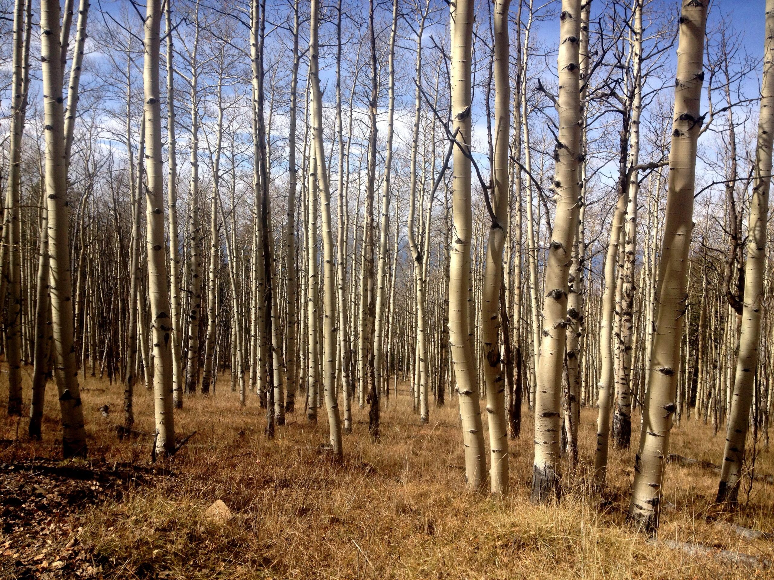 A serene forest scene featuring tall, slender aspen trees with smooth, pale bark standing amidst a landscape of dry grass and scattered leaves under a blue sky with wispy clouds. Aspen Ridge / Road #185 mountain bike trail.