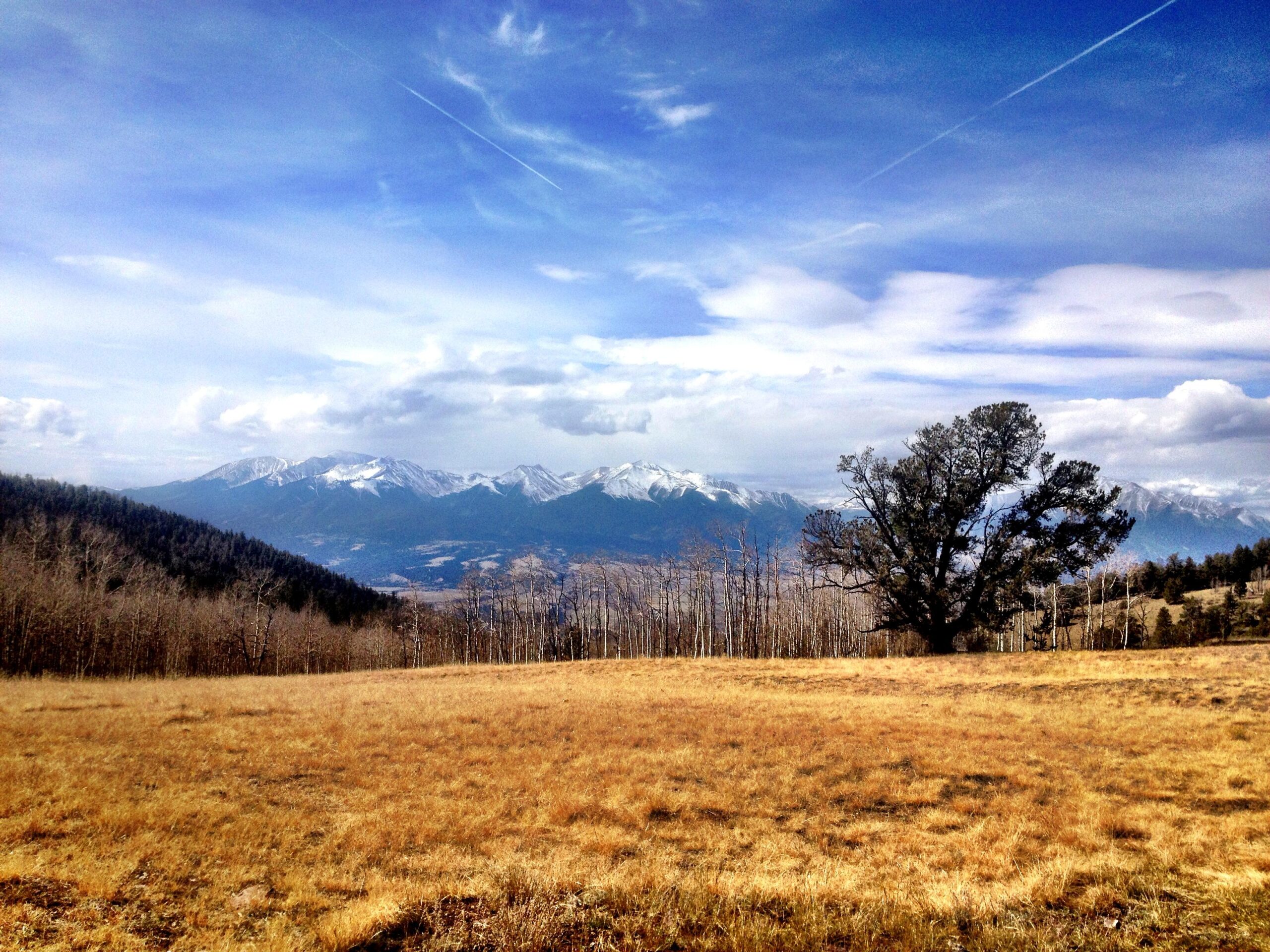 A panoramic view of a mountainous landscape featuring snow-capped peaks under a blue sky with scattered clouds. In the foreground, a grassy field with golden hues is interspersed with trees, including a prominent solitary tree on the right. The background includes rolling hills and distant mountains, creating a serene and picturesque scene. Aspen Ridge / Road #185 mountain bike trail.