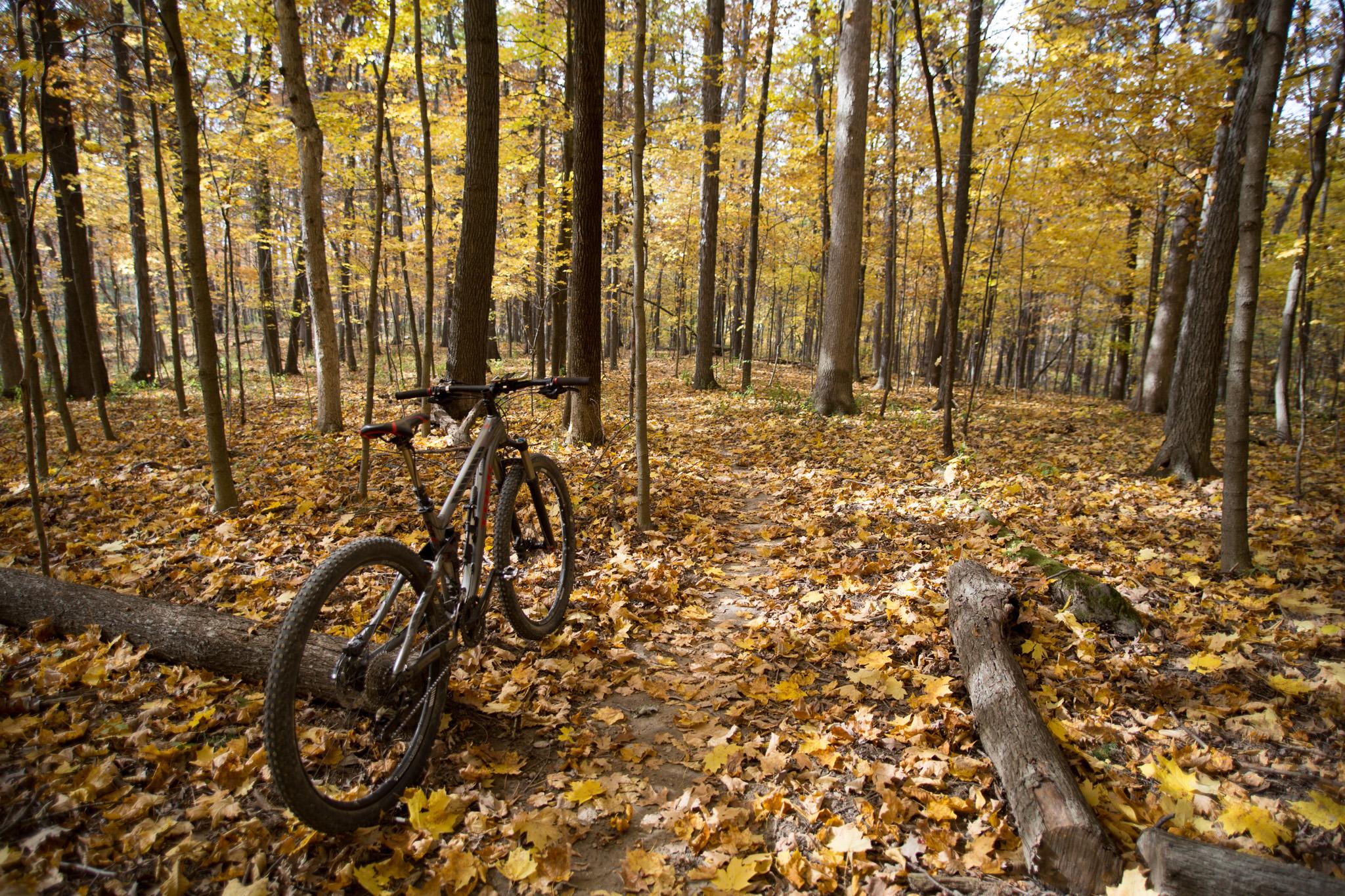 A mountain bike leaning against a fallen log on a trail covered in colorful autumn leaves, surrounded by tall trees with yellow leaves in a wooded area. Kickapoo mountain bike trail.