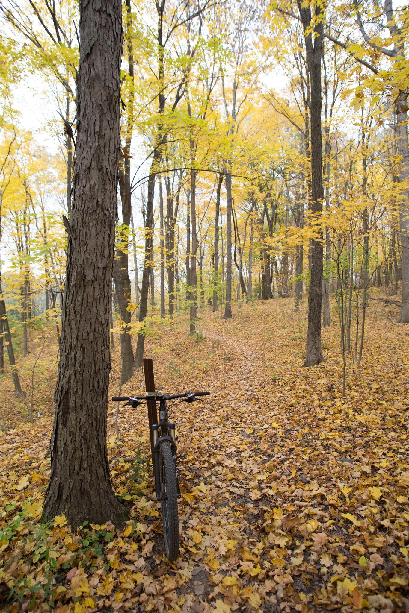 A mountain bike leaning against a tree in a forest path surrounded by yellow autumn leaves and trees. The soft trail winds through the woods, creating a serene outdoor setting. Kickapoo mountain bike trail.