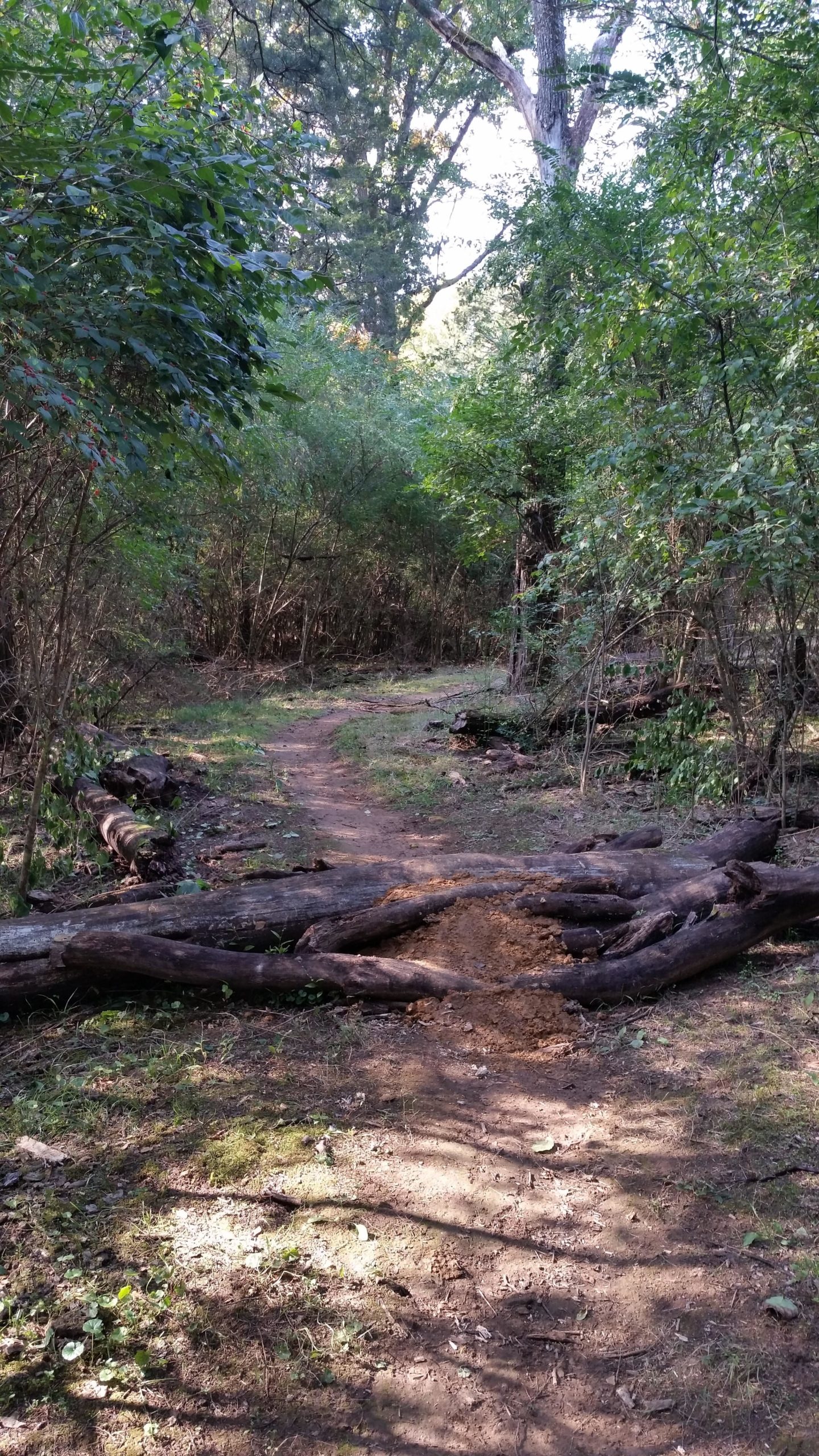 A narrow dirt path winding through a lush, green forest, with low vegetation on either side and fallen logs partially covering the trail. Sunlight filters through the trees, casting dappled shadows on the ground. Shutes Branch mountain bike trail.