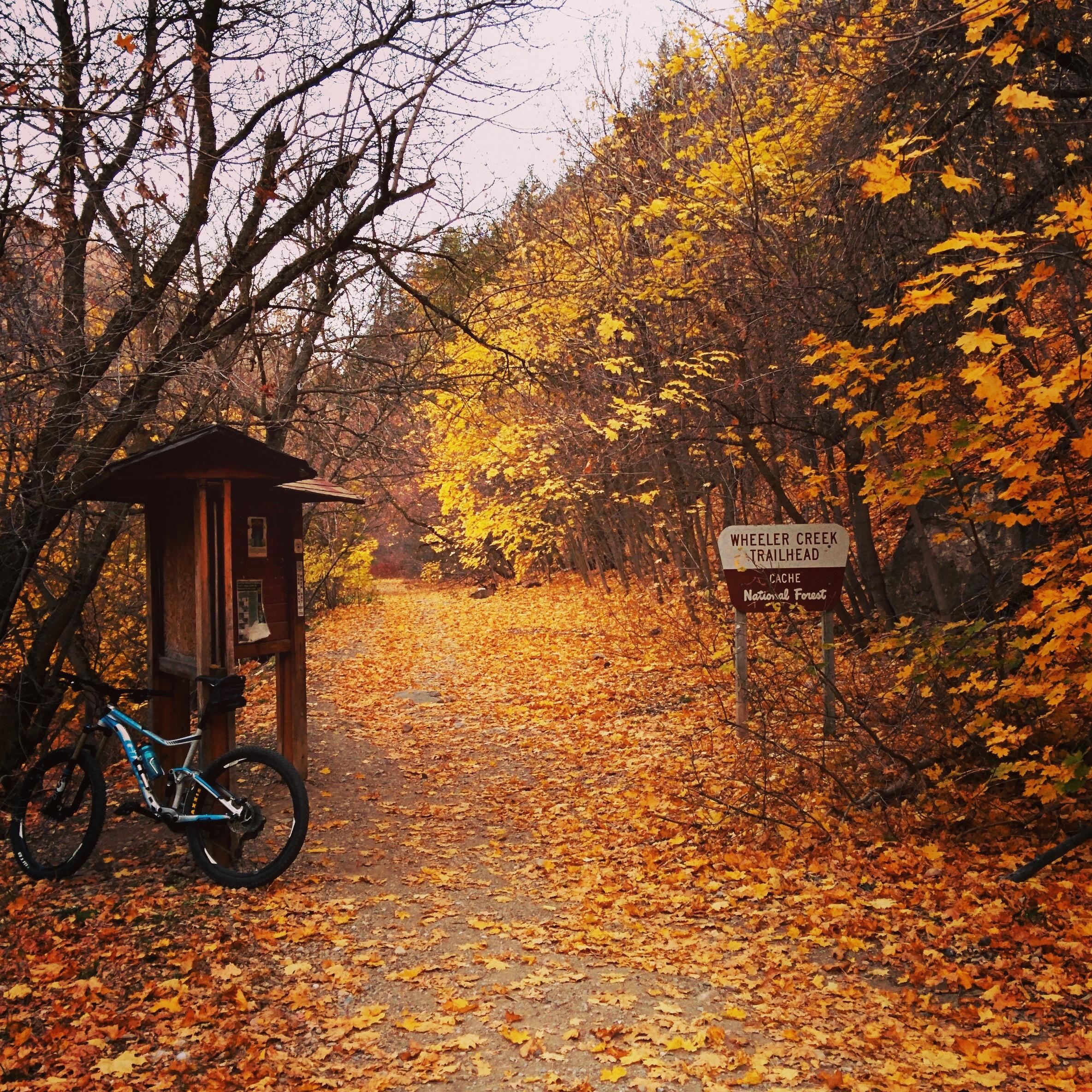 A serene autumn landscape showing a winding trail covered in fall leaves. To the left, a wooden trailhead sign reads "Wheeler Creek Trailhead, Cache National Forest," while a bike leans against the sign. The path is flanked by trees with vibrant yellow and orange foliage, creating a picturesque scene. Wheeler Creek mountain bike trail.