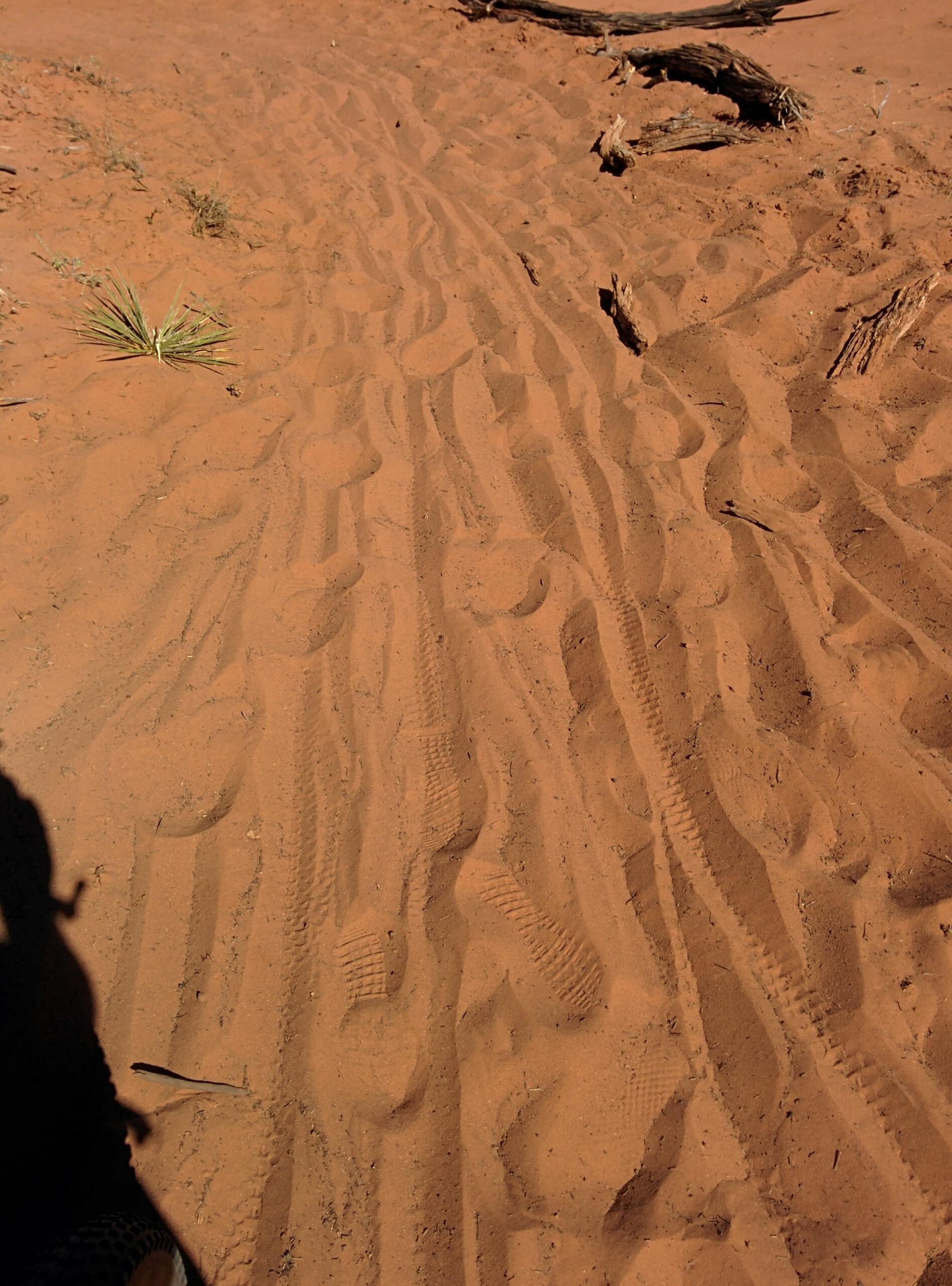 Footprints and tire tracks in a sandy area, with sparse vegetation and dry twigs scattered across the ground. The texture of the sand is clearly visible, showing various indentations from movement. Dead Horse Point State Park mountain bike trail.