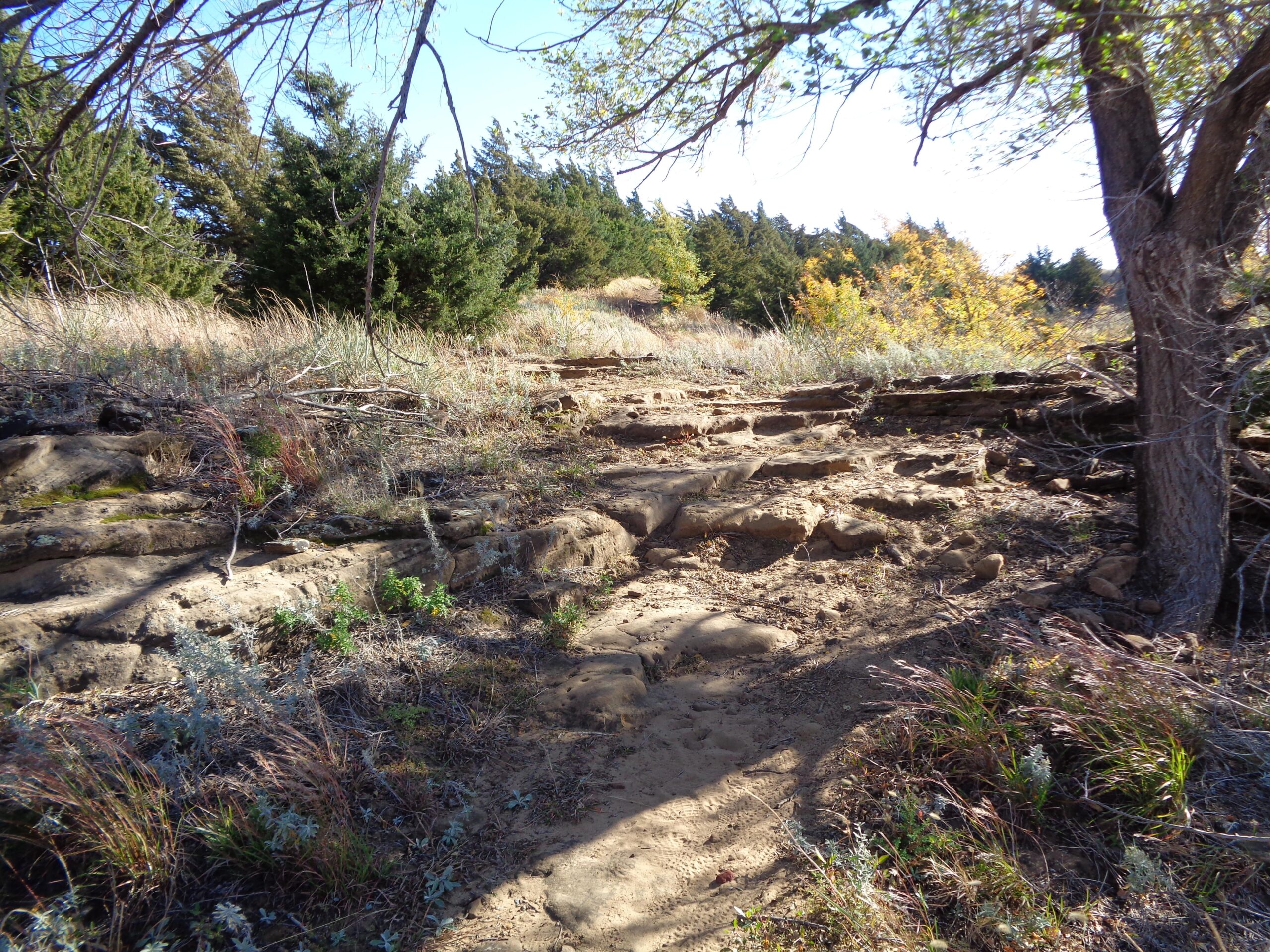 A rocky, uneven path in a natural outdoor setting, surrounded by tall grasses and shrubs. The scene features a mix of greenery and sparse trees under a clear blue sky, with scattered sunlight illuminating the terrain. Switchgrass mountain bike trail.