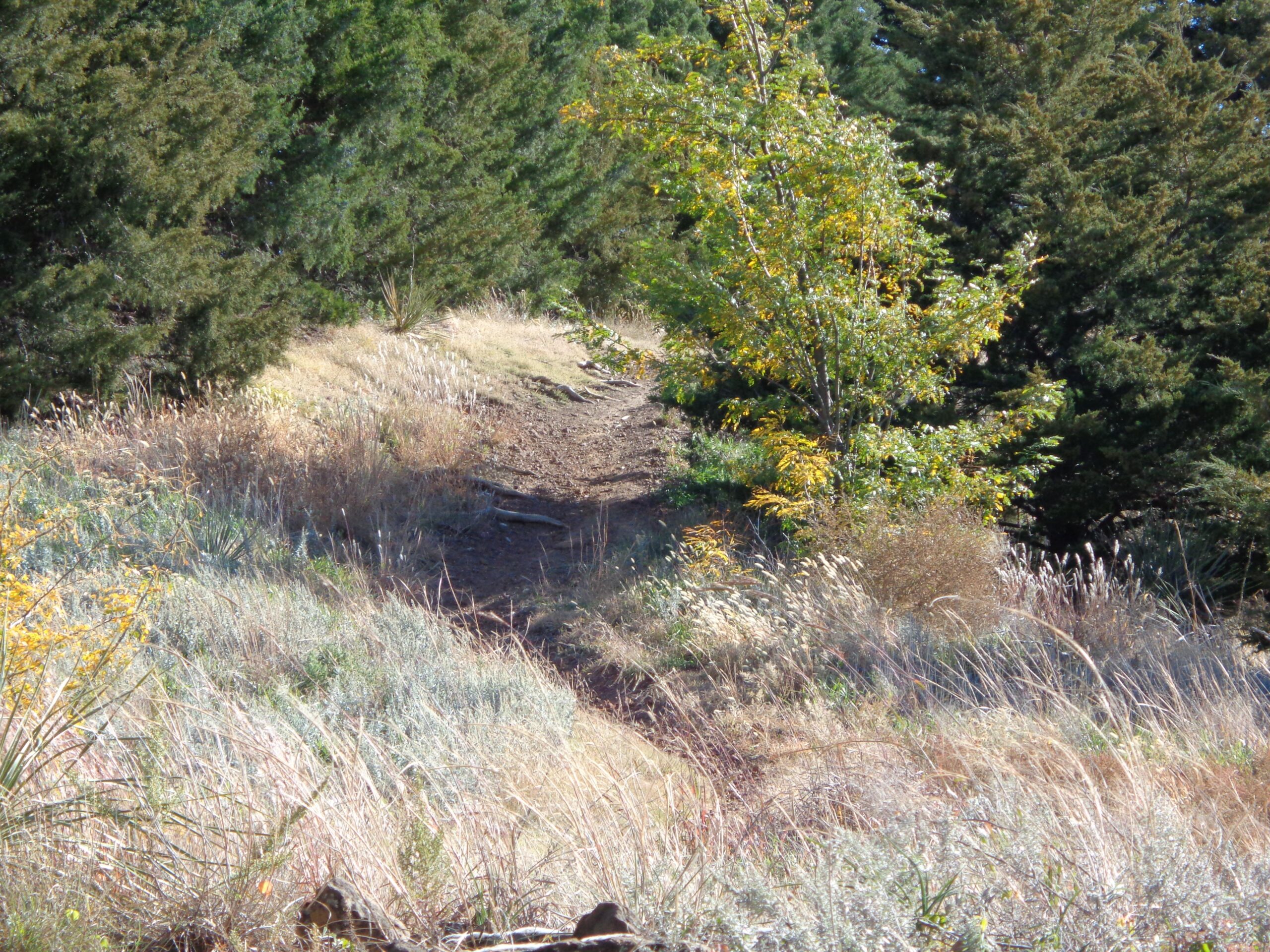 A narrow dirt path winding through tall grasses and bushes, flanked by green trees on either side, leading into a scenic landscape. Switchgrass mountain bike trail.