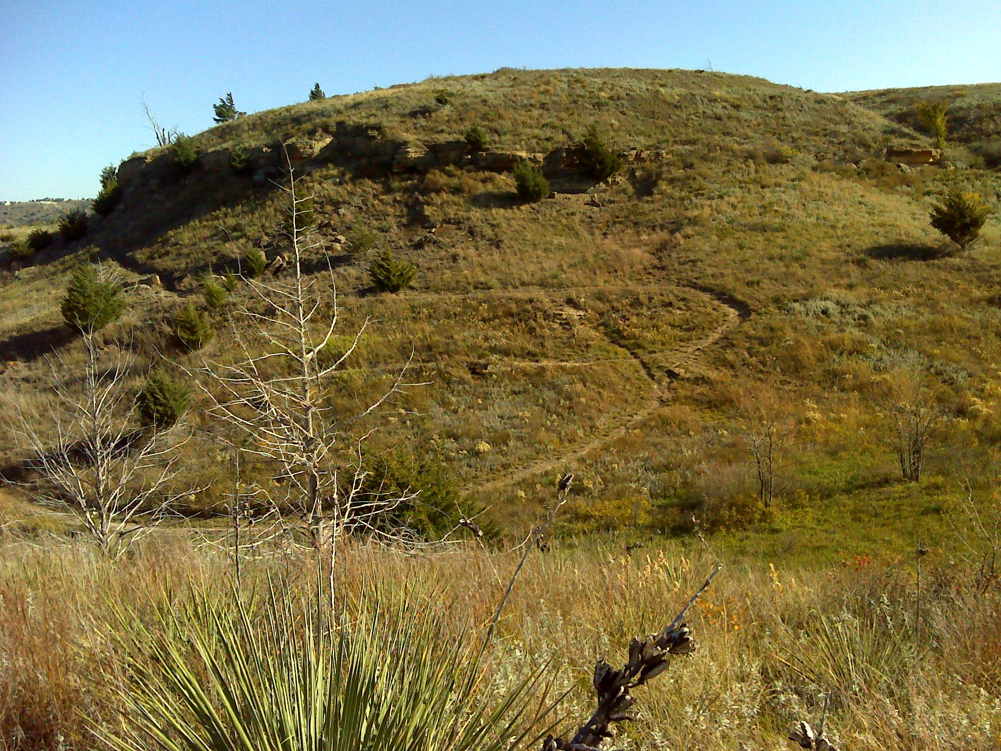 A scenic landscape featuring a grassy hill with a winding trail leading up its slope. The foreground includes sparse vegetation, including a spiky plant and bare trees, while the background shows the hill dotted with small shrubs and a clear blue sky. Switchgrass mountain bike trail.