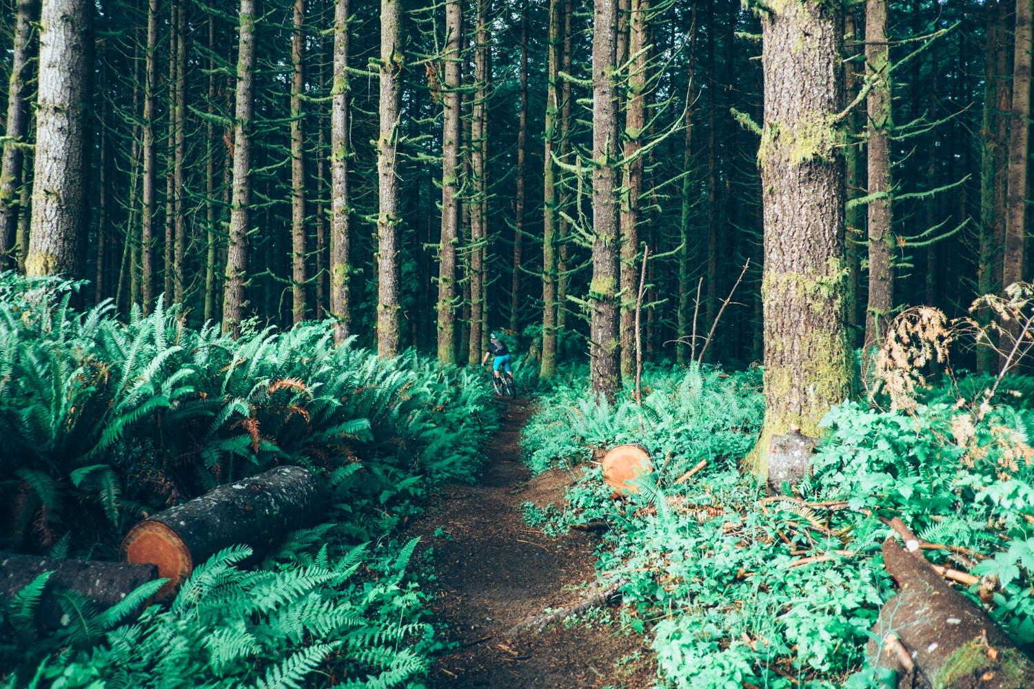 A winding dirt path through a dense forest, surrounded by tall trees and lush green ferns. A cyclist is seen riding along the trail in the background, while fallen logs are scattered along the path. The scene conveys a serene and natural atmosphere. Tokul - East mountain bike trail.