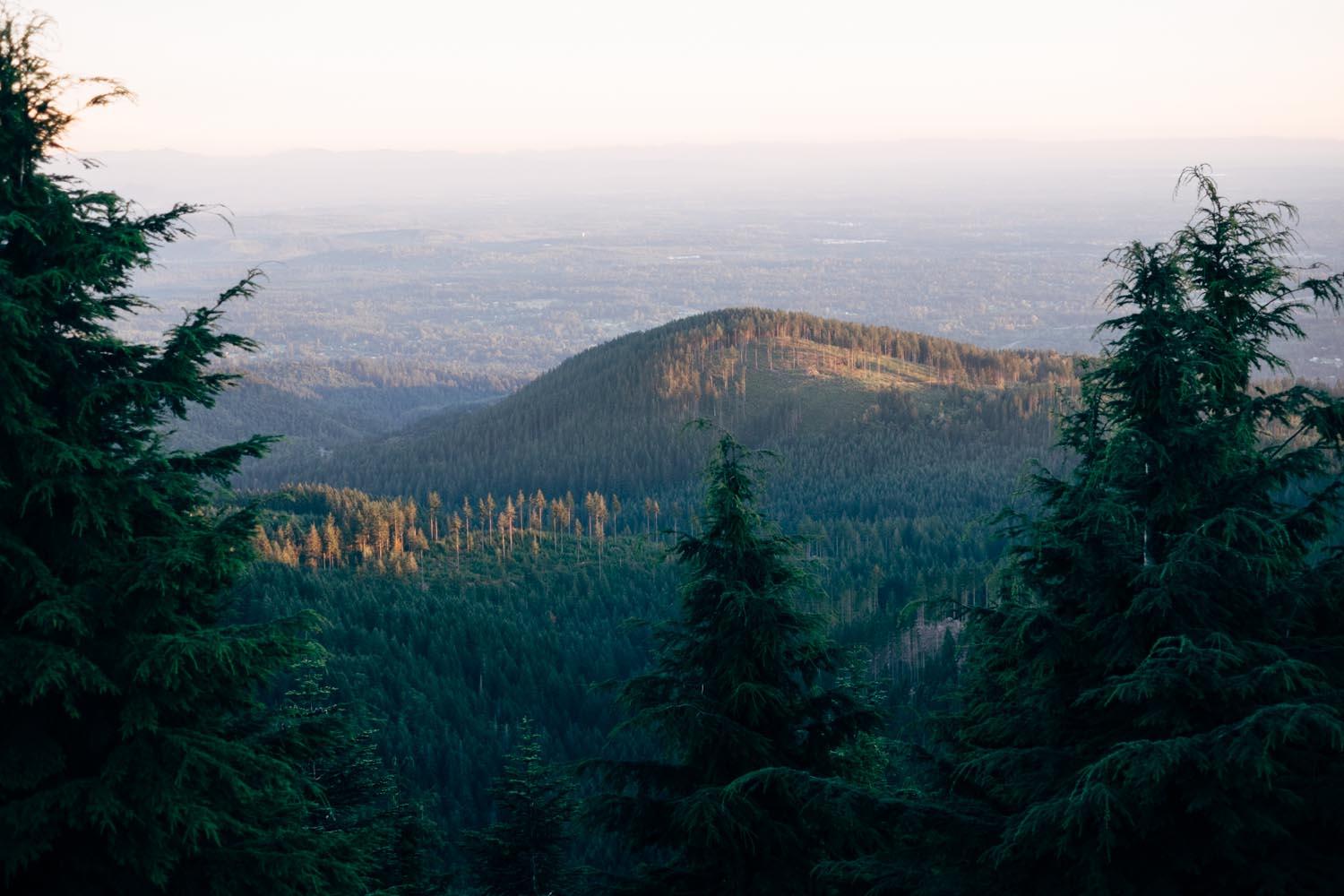 A panoramic view of rolling hills and dense forest under a clear sky, with a foreground of evergreen trees. The sun casts a warm light on the landscape, highlighting the textures of the trees and hills. Tiger Mountain mountain bike trail.