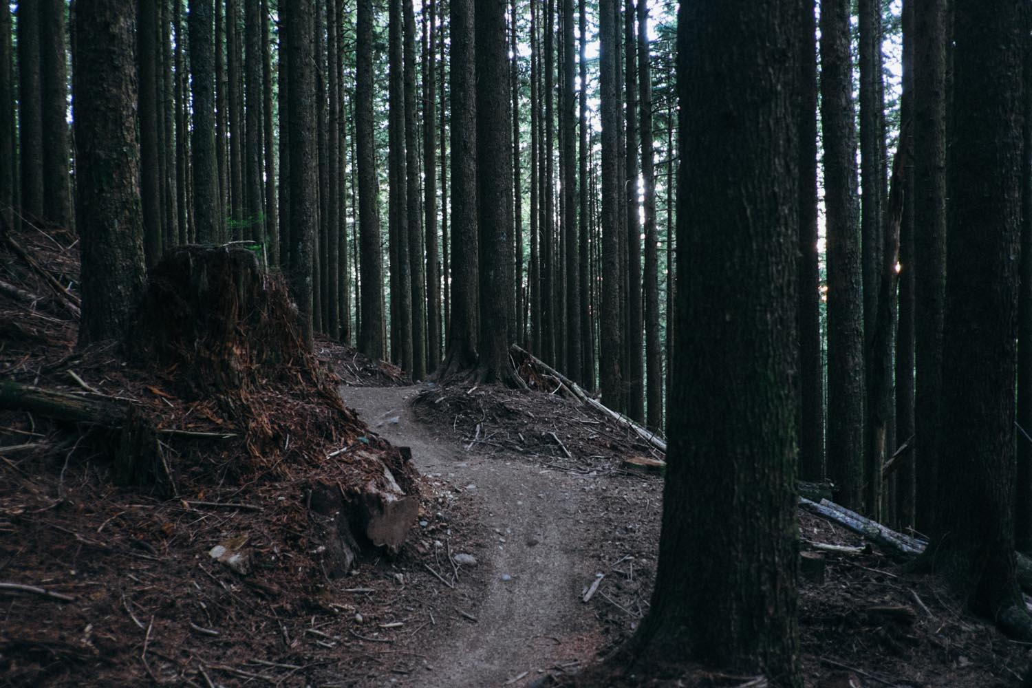 A winding dirt path through a dense forest, surrounded by tall, straight trees. The forest floor is covered with pine needles and debris, and a tree stump is visible to the left of the path. The scene is calm and serene, with soft natural light filtering through the tree canopy. Tiger Mountain mountain bike trail.