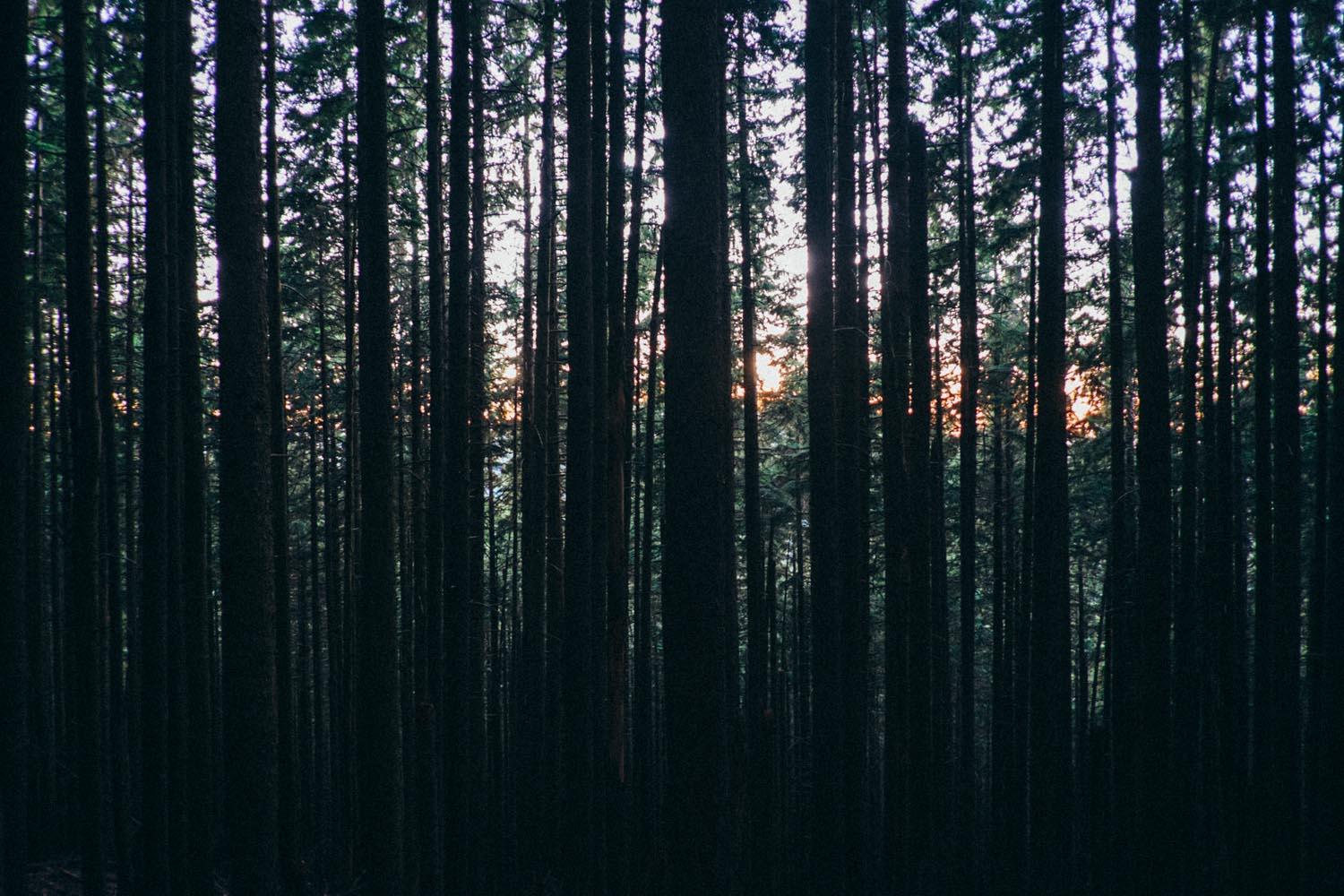 A dense forest at twilight, with tall trees creating a dark silhouette against a softly lit sky. The scene captures the peaceful yet mysterious atmosphere of a woodland setting as the sun sets in the background. Tiger Mountain mountain bike trail.
