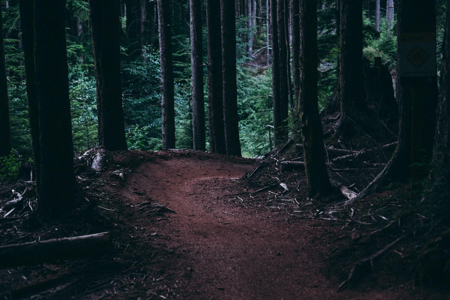 A winding dirt path surrounded by tall trees in a dense forest, with dappled light filtering through the foliage, creating a serene and tranquil atmosphere. Tiger Mountain mountain bike trail.