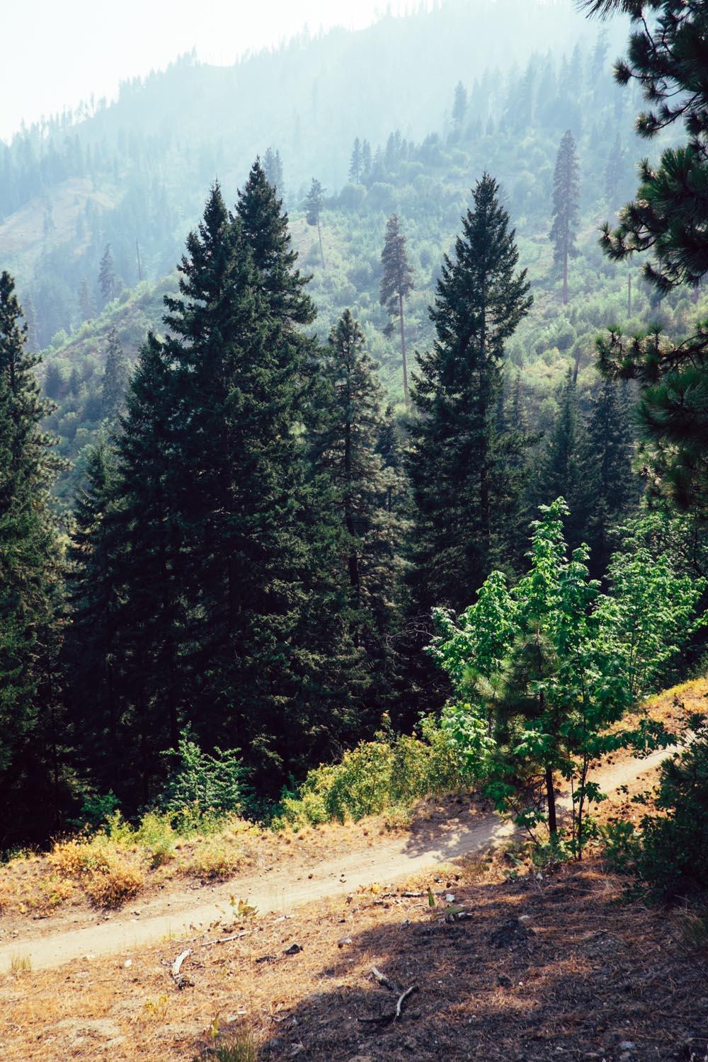 A scenic view of a forested landscape with tall evergreen trees. In the foreground, a dirt path winds through a clearing, surrounded by vibrant greenery and dry grasses. The background features misty mountains, partially obscured by haze, creating a tranquil and natural atmosphere. Freund Creek mountain bike trail.