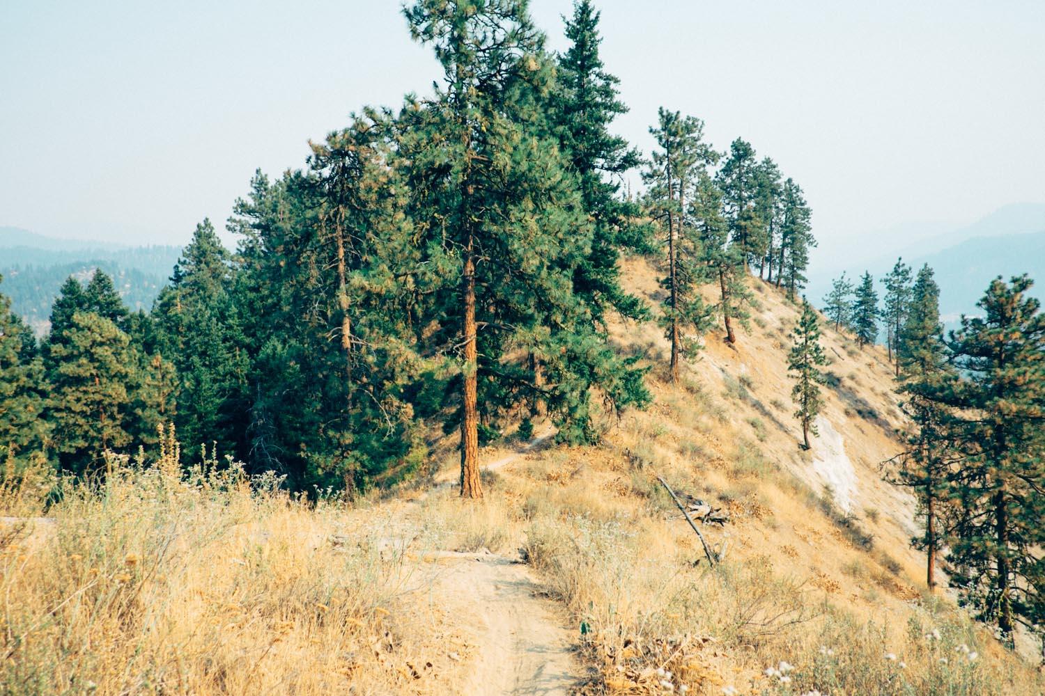 A scenic view of a hillside path leading through a forested area, featuring tall pine trees and patches of dry grass. The background shows a hazy mountain landscape, creating a tranquil natural setting. Freund Creek mountain bike trail.