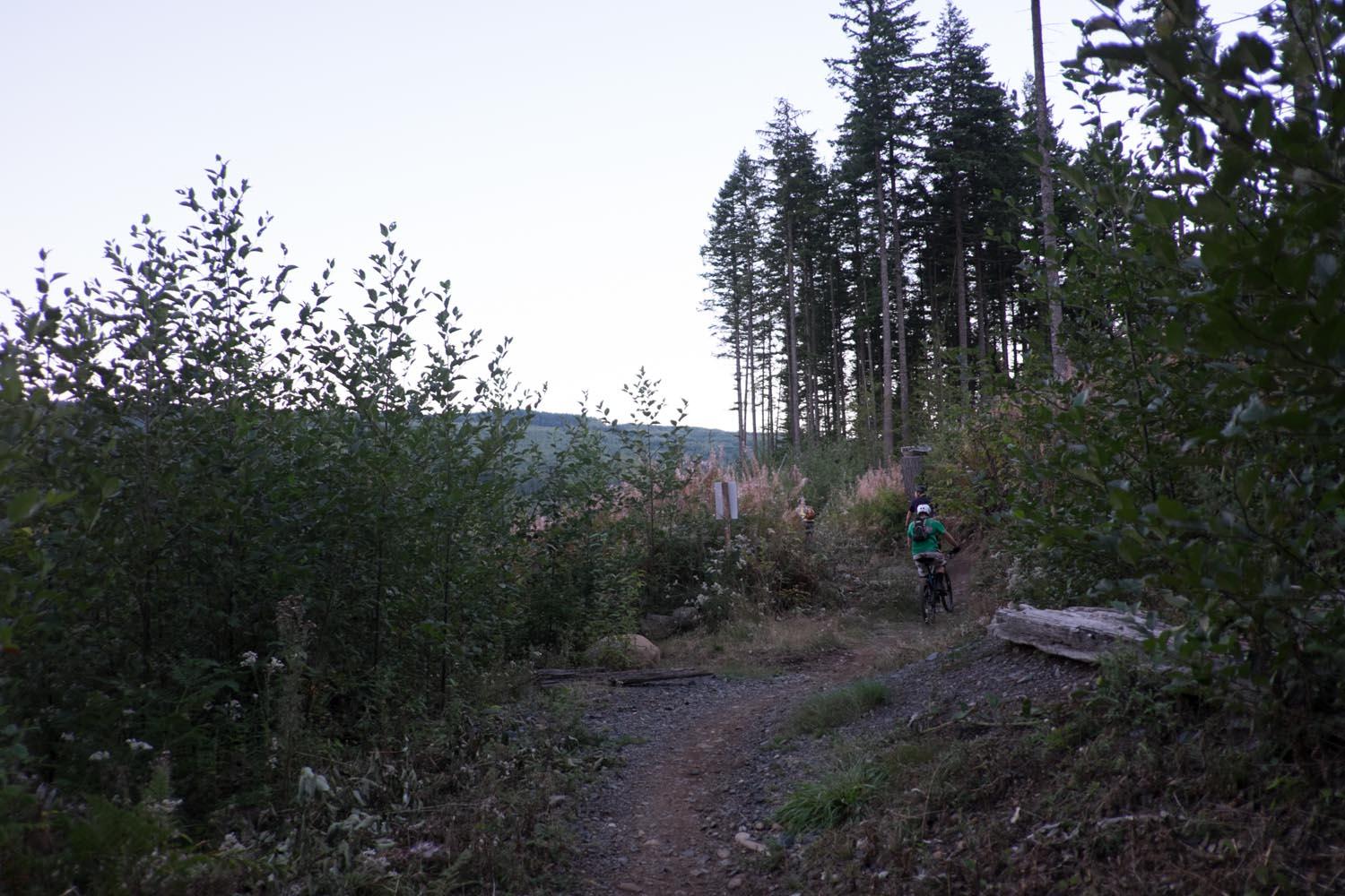 A mountain biker navigates a narrow gravel trail surrounded by lush greenery and tall trees in the early evening. The path winds through dense foliage, leading toward a distant mountain view under a pale sky. Tiger Mountain mountain bike trail.