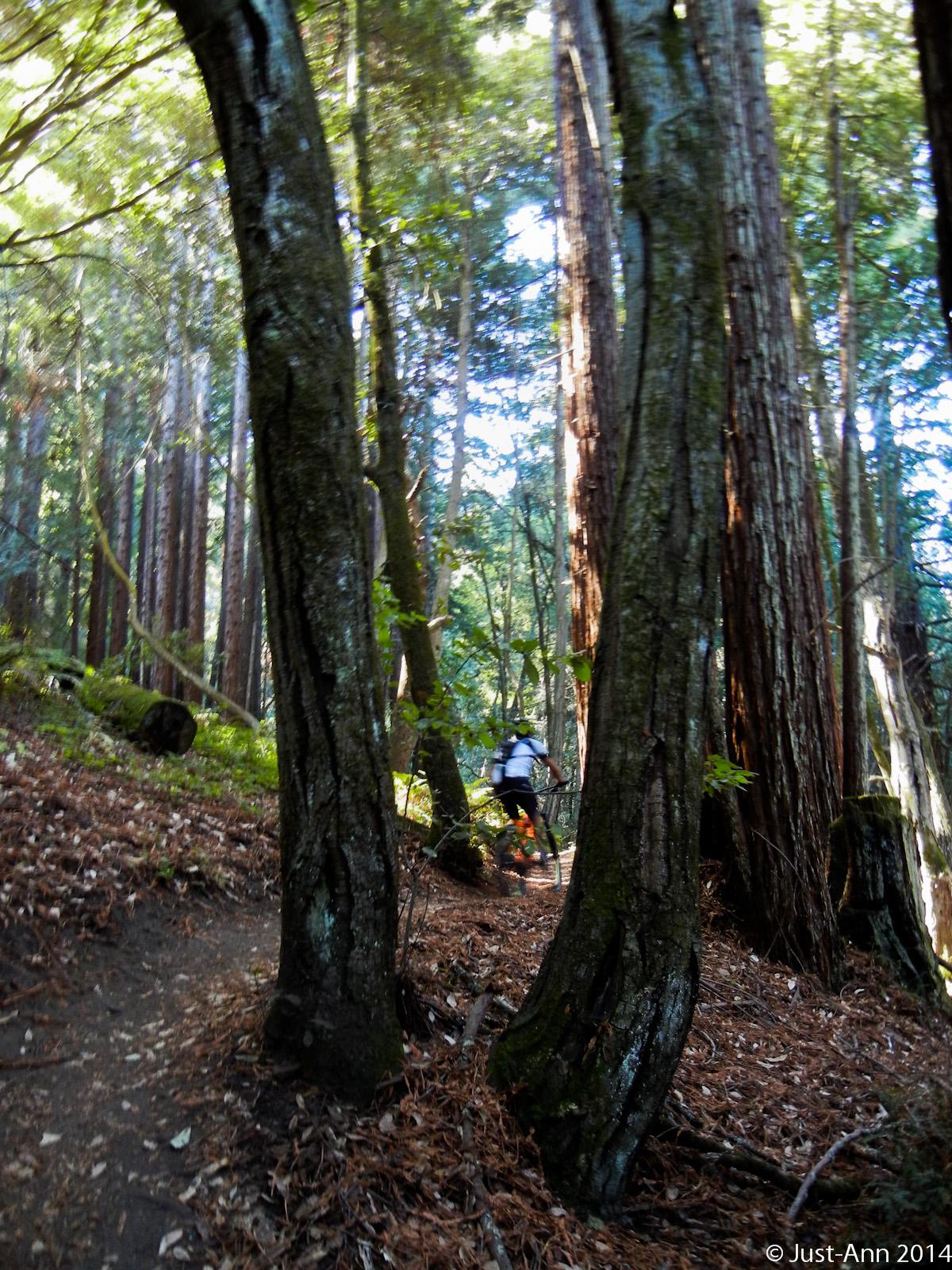 A cyclist rides through a wooded trail, flanked by tall redwood trees. Sunlight filters through the leaves, illuminating the ground covered in fallen leaves and twigs. The path curves gently, showcasing the serene beauty of the forest. Wilder Ranch State Park mountain bike trail.
