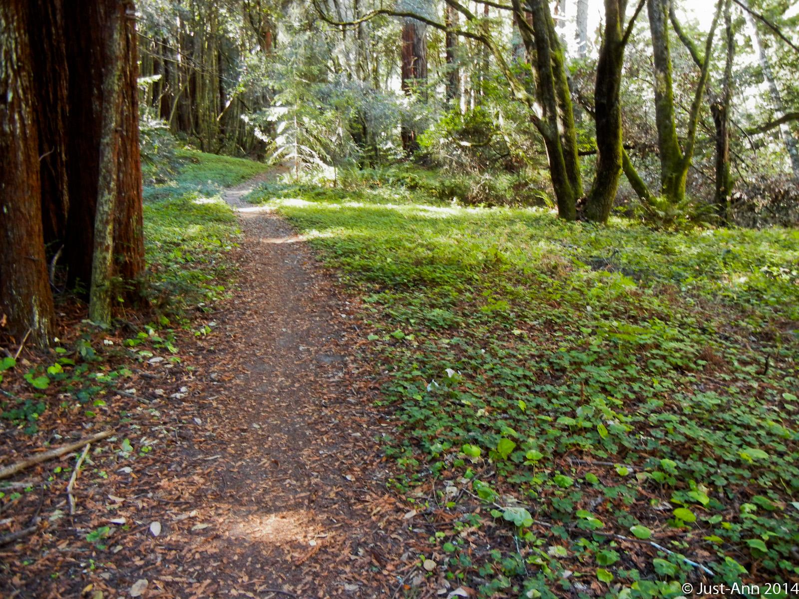 A peaceful forest path winding through tall trees, surrounded by lush green foliage and scattered leaves on the ground. Sunlight filters through the branches, creating a serene atmosphere in the woods. Wilder Ranch State Park mountain bike trail.