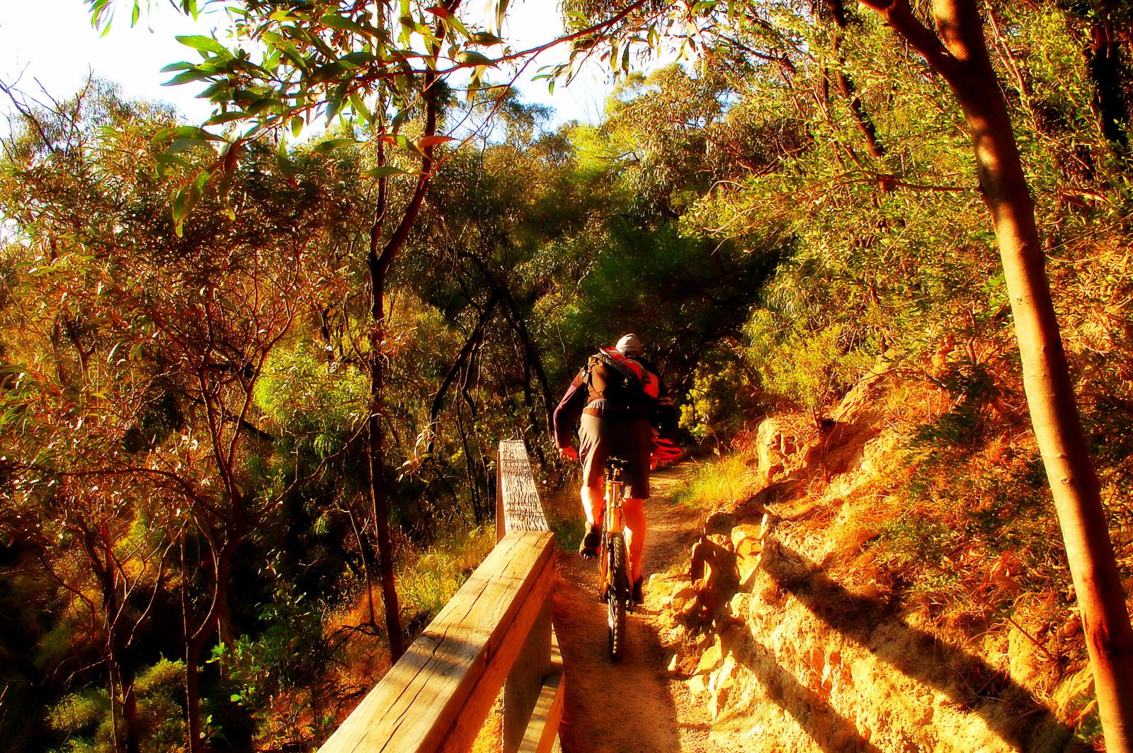 A cyclist riding along a narrow dirt path through a sun-drenched forest with lush green foliage and golden light filtering through the trees. A wooden railing runs alongside the trail. Yarra Trails mountain bike trail.