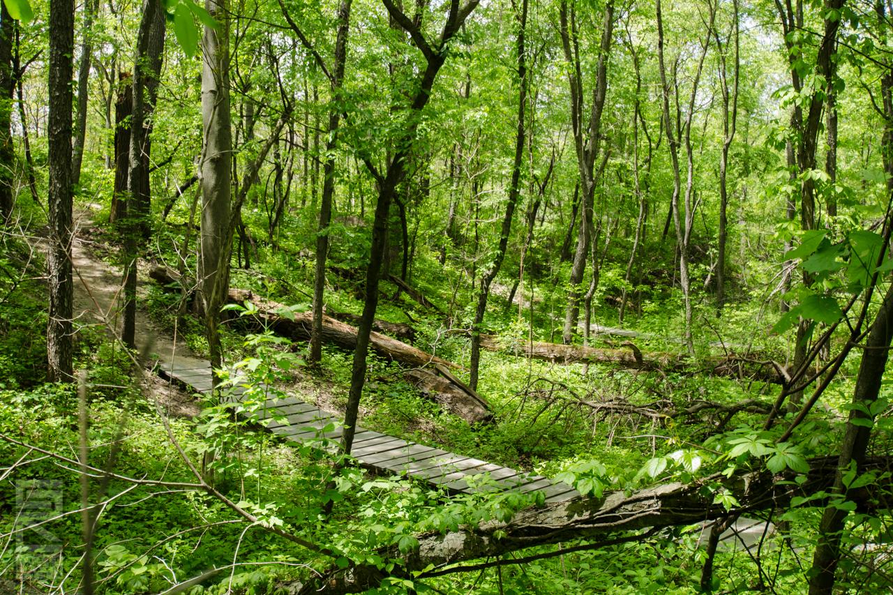 A lush green forest scene featuring a wooden pathway winding through dense foliage, with tall trees and fallen logs visible among the vibrant greenery.