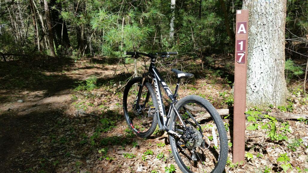 A mountain bike parked beside a trail marker labeled "A17" in a wooded area, with sunlight filtering through the trees and a forest floor covered in leaves and small plants. Harold Parker State Forest mountain bike trail.