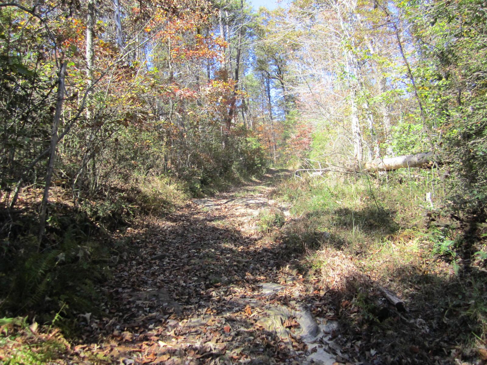 A rocky dirt path winding through a wooded area, surrounded by trees with autumn foliage and patches of sunlight filtering through the leaves. The ground is covered with fallen leaves and greenery along the sides of the trail. Chinquapin Ridge Trail mountain bike trail.