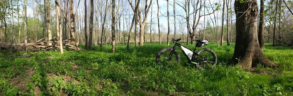 A scenic view of a forested area with tall trees and a lush green undergrowth. In the foreground, a mountain bicycle is leaning against a tree, surrounded by vibrant foliage. The atmosphere suggests a peaceful outdoor setting, perfect for exploring nature.