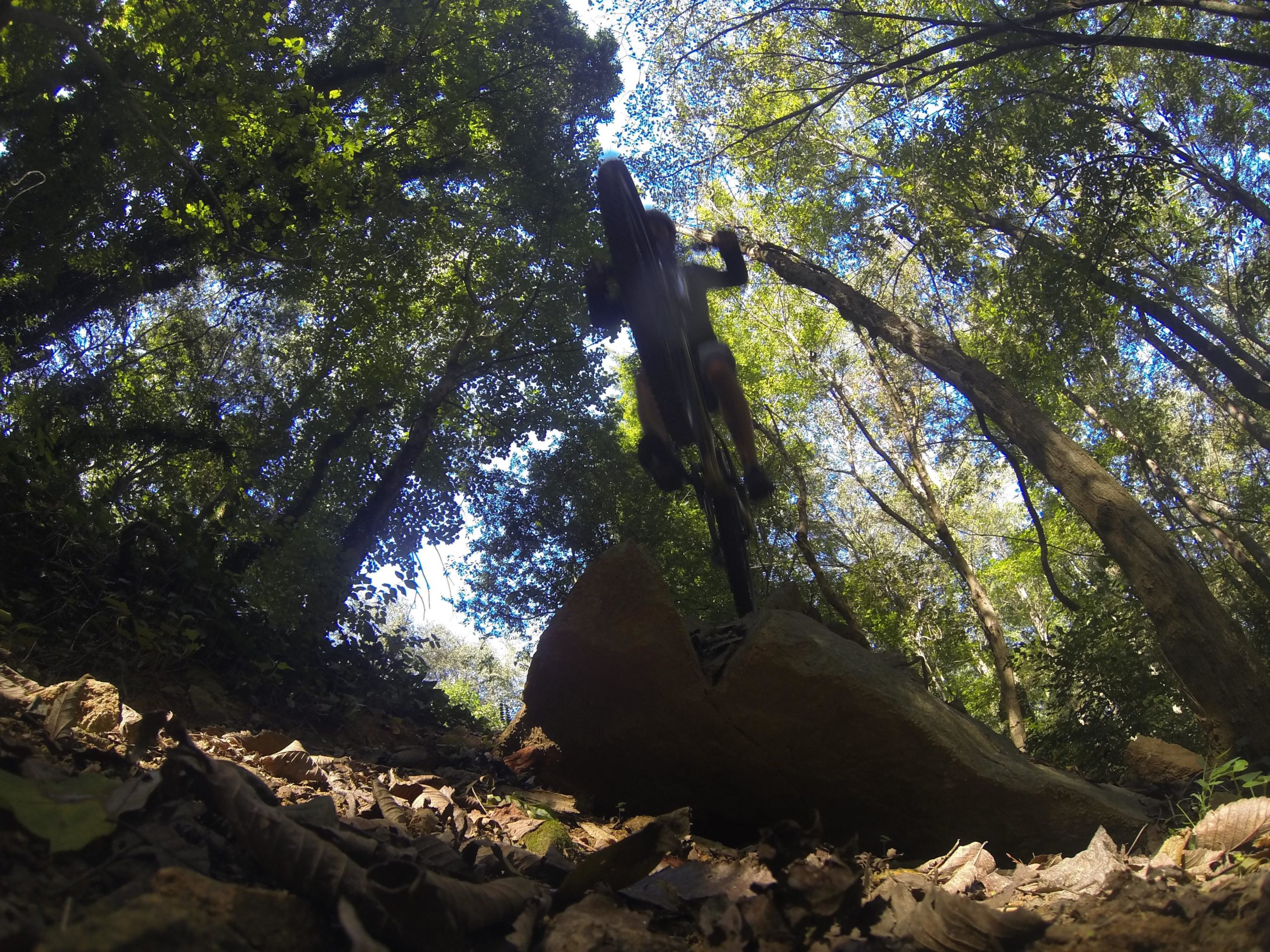 A mountain biker jumps off a rock in a forested area, with sunlight filtering through the trees above. The ground is covered with leaves and dirt, adding to the natural setting. Back Yard Trails mountain bike trail.
