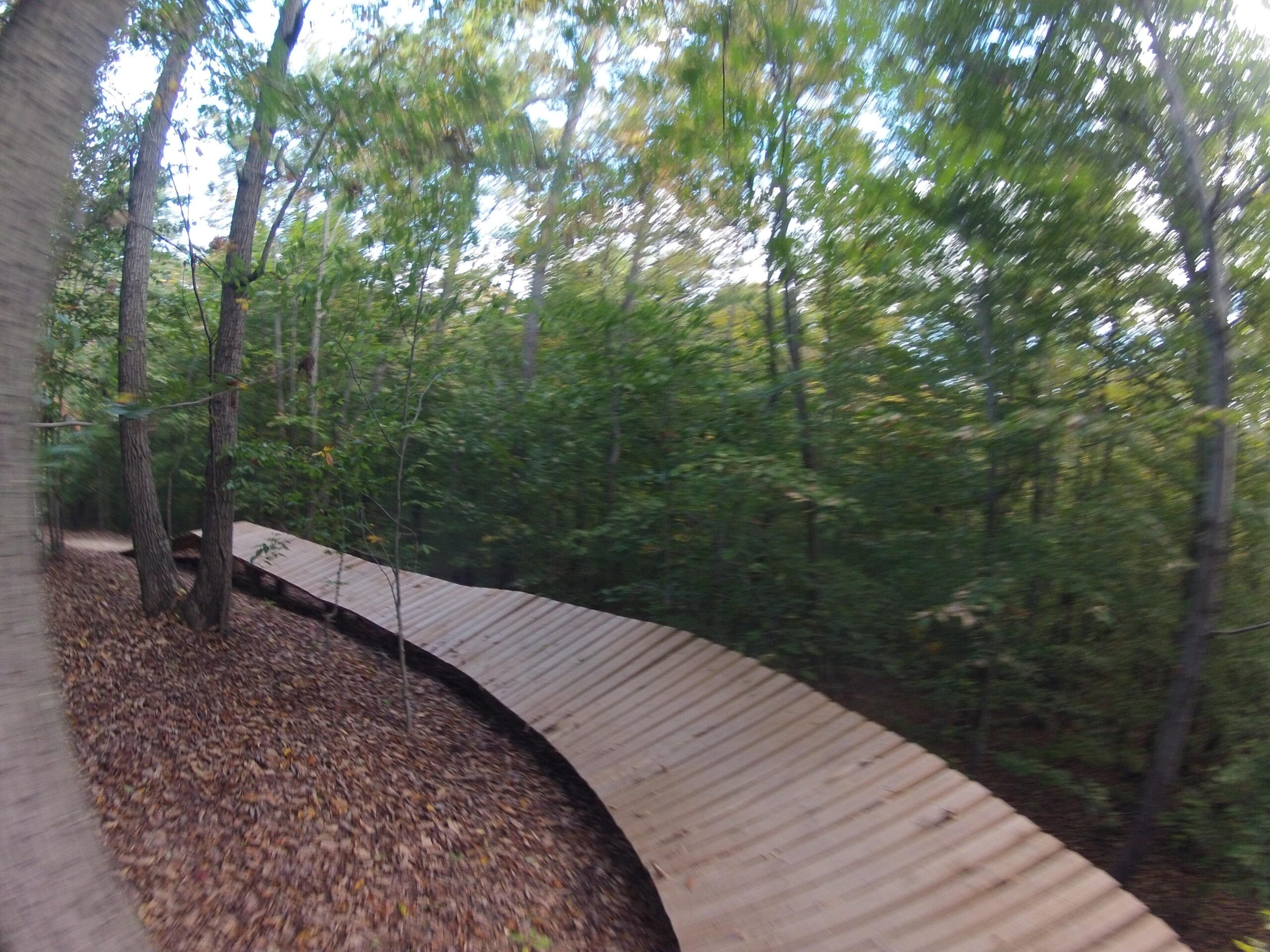 Wooden boardwalk winding through a lush green forest, surrounded by trees and autumn foliage. Meadowood mountain bike trail.