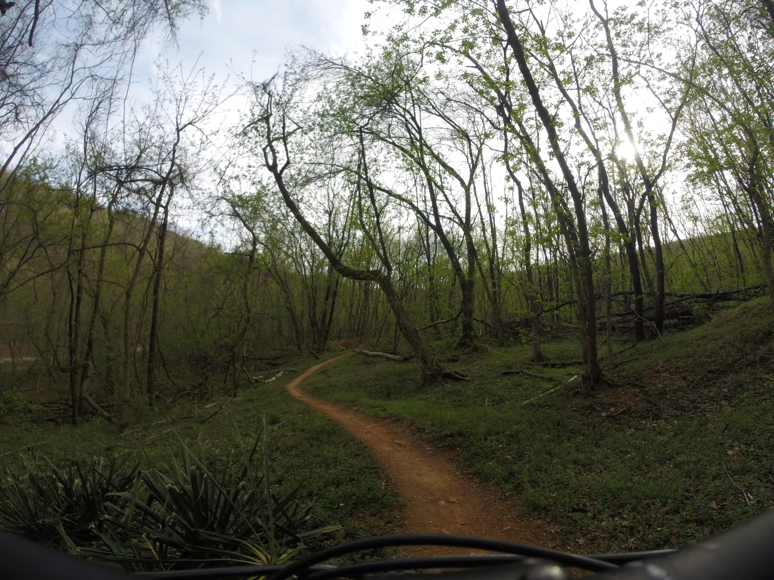 A winding dirt trail surrounded by greenery and tall, sparse trees in a forested area, with gentle sunlight filtering through the branches. The scene evokes a sense of tranquility and the beauty of nature. Mill Mountain Trails mountain bike trail.