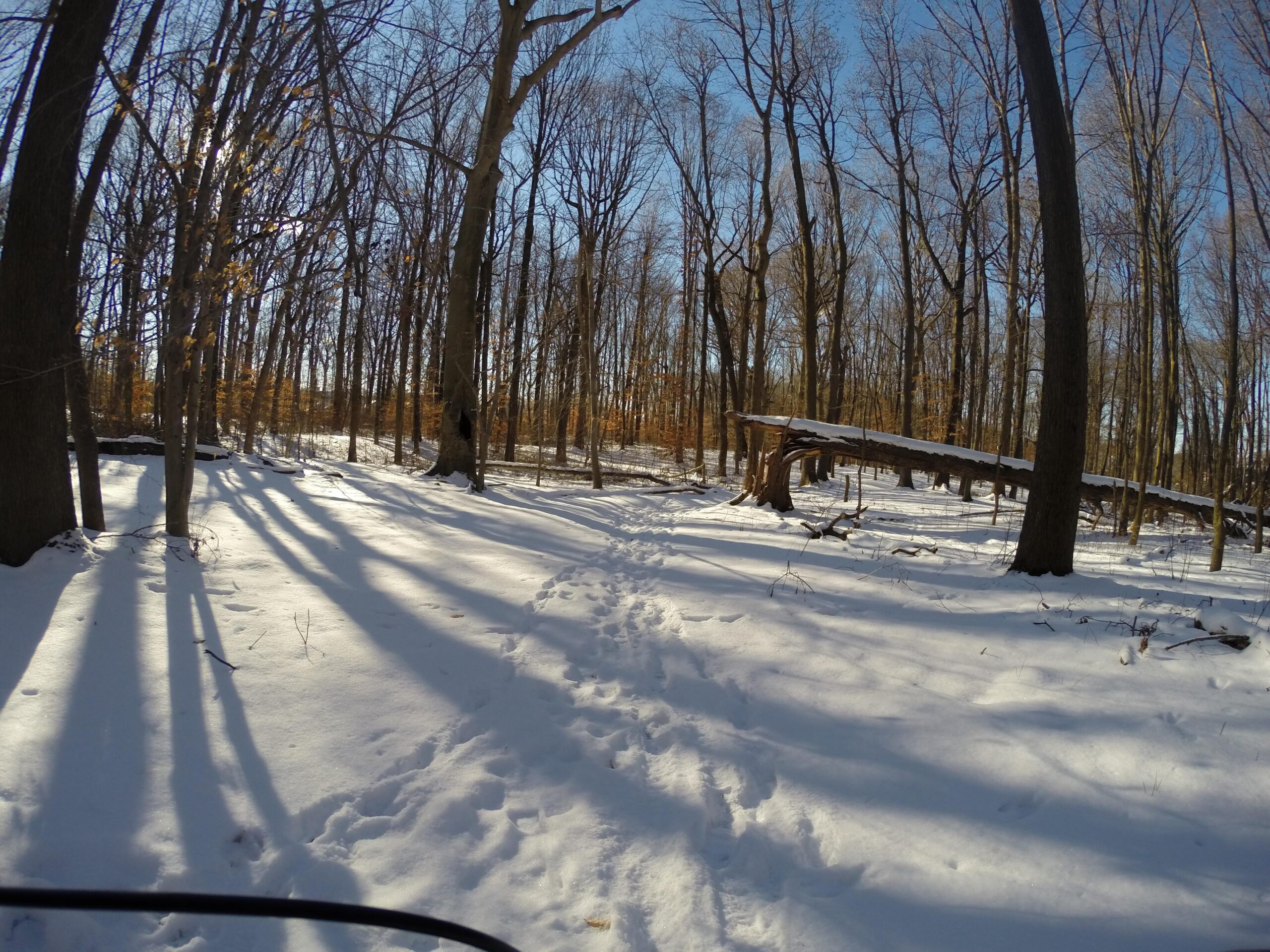 A snowy forest scene with tall, bare trees casting long shadows on the ground. The snow-covered ground features animal tracks and patches of dried leaves in the background, under a clear blue sky. Trails seperated by streets mountain bike trail.