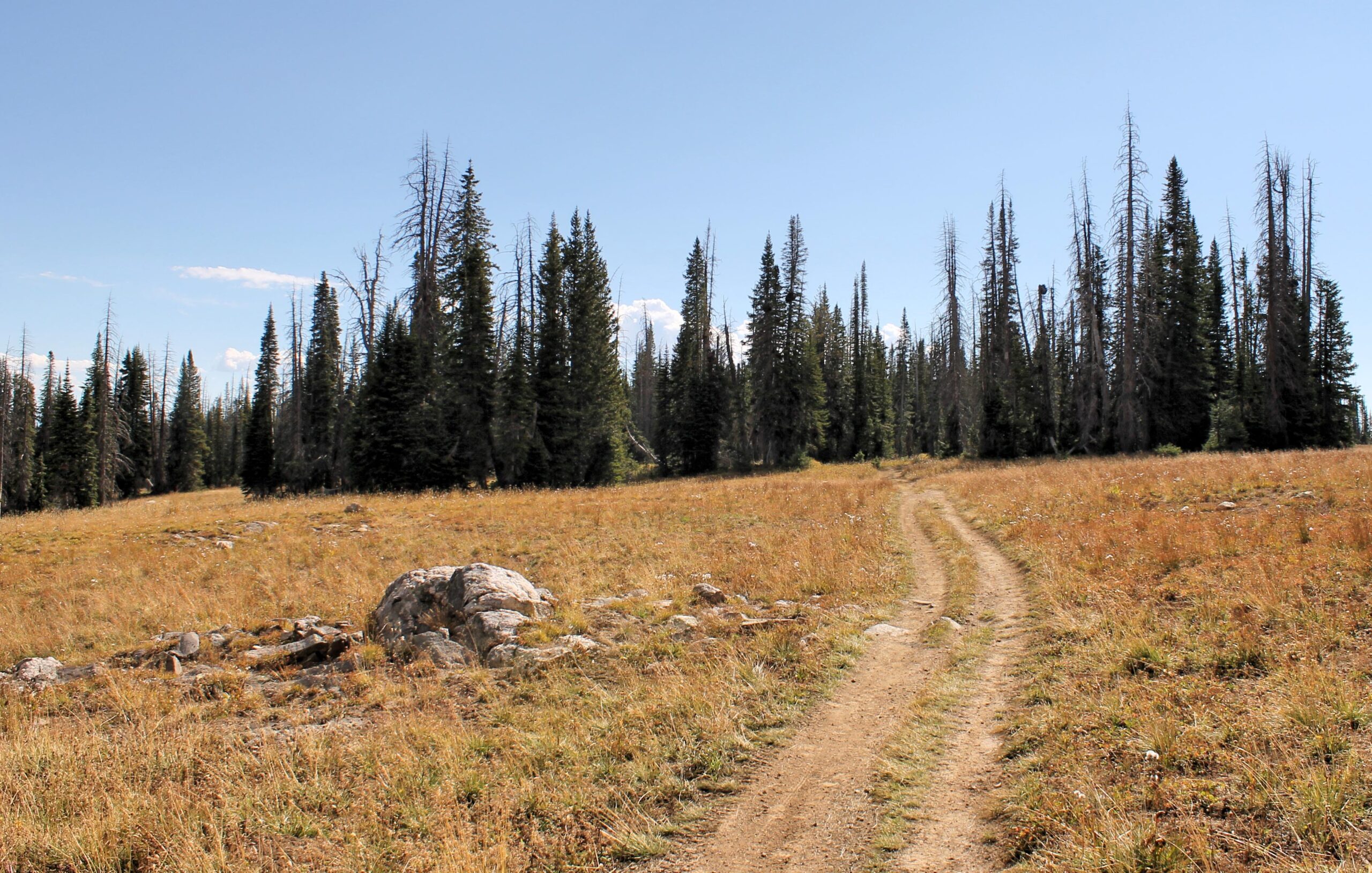 A dirt path winds through a grassy meadow surrounded by tall evergreen trees, under a clear blue sky with a few scattered clouds. The landscape features a mix of green foliage and dry grass, with a large rock on the ground to the left of the path. CDT / Wyoming Trail #1101: Dumont Lake to Buffalo Pass mountain bike trail.