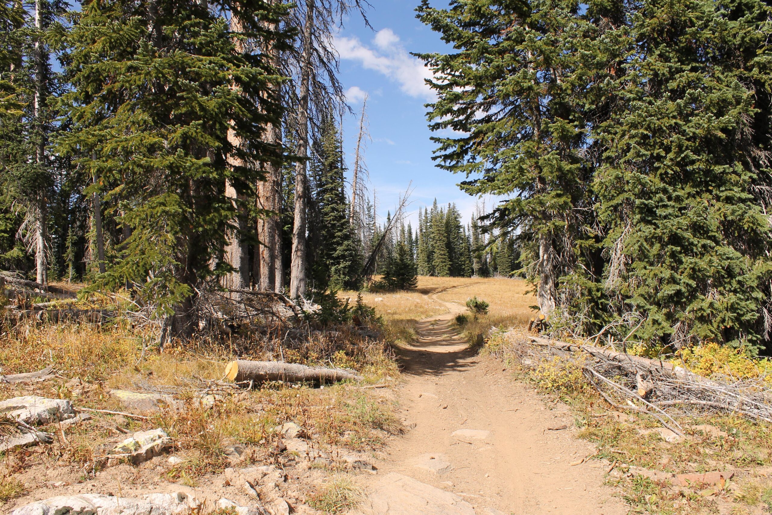 A dirt path winding through a forest of tall evergreen trees, with patches of grass and fallen logs on either side. The sky above is clear with a few scattered clouds. The scene conveys a sense of tranquility and natural beauty, inviting exploration. CDT / Wyoming Trail #1101: Dumont Lake to Buffalo Pass mountain bike trail.