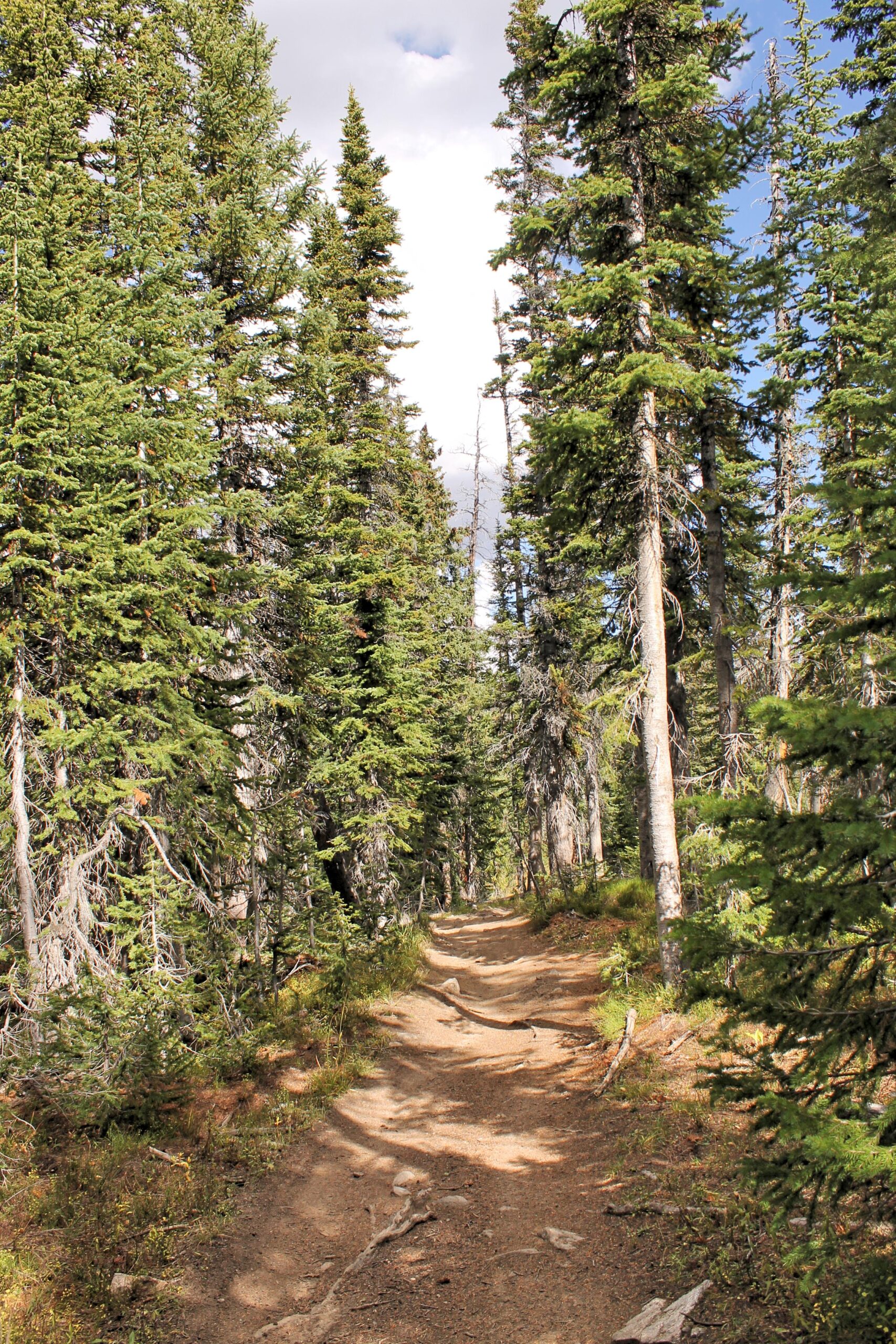 A winding dirt path leads through a dense forest of tall, green pine trees, with sunlight filtering through the branches and casting shadows on the ground. CDT / Wyoming Trail #1101: Dumont Lake to Buffalo Pass mountain bike trail.