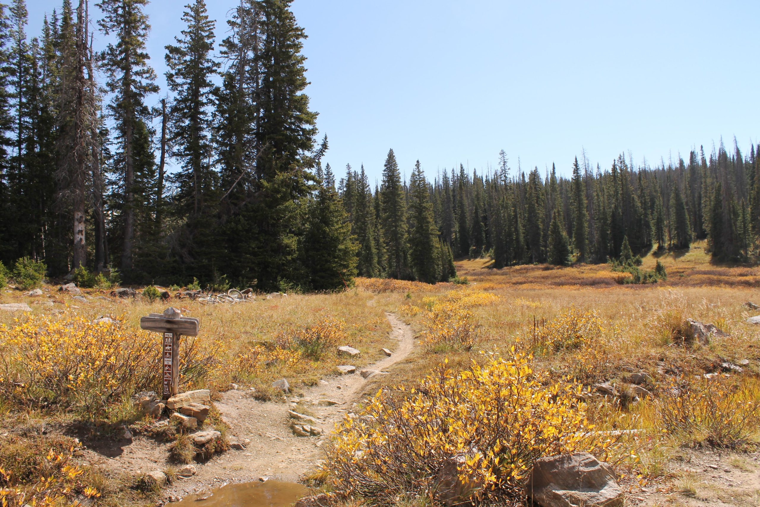 A scenic view of a hiking trail winding through a vibrant meadow with golden grasses and brush, bordered by tall evergreen trees under a clear blue sky. A wooden trail sign is positioned to the left, indicating directions, while patches of sunlight illuminate the landscape. Fish Creek Falls mountain bike trail.