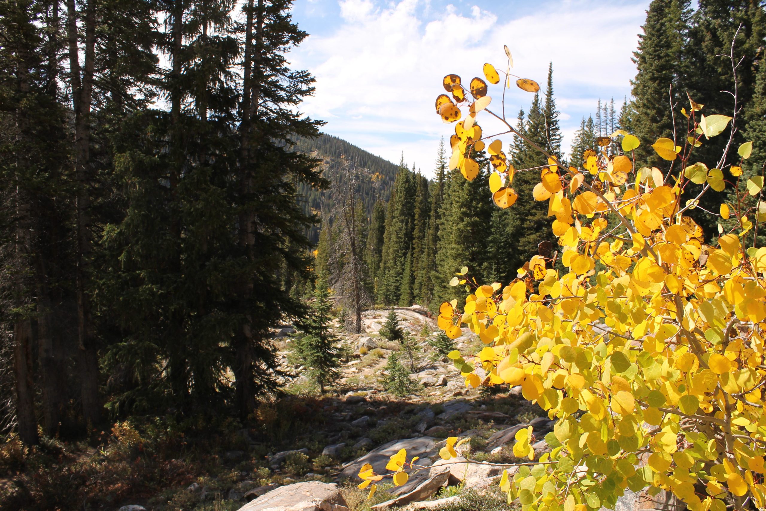 A scenic view of a forest landscape featuring tall evergreen trees and rocky terrain, with a prominent cluster of yellow and green leaves in the foreground. The sky is partly cloudy, and the background shows rolling hills covered in greenery, indicating a tranquil autumn setting. Fish Creek Falls mountain bike trail.