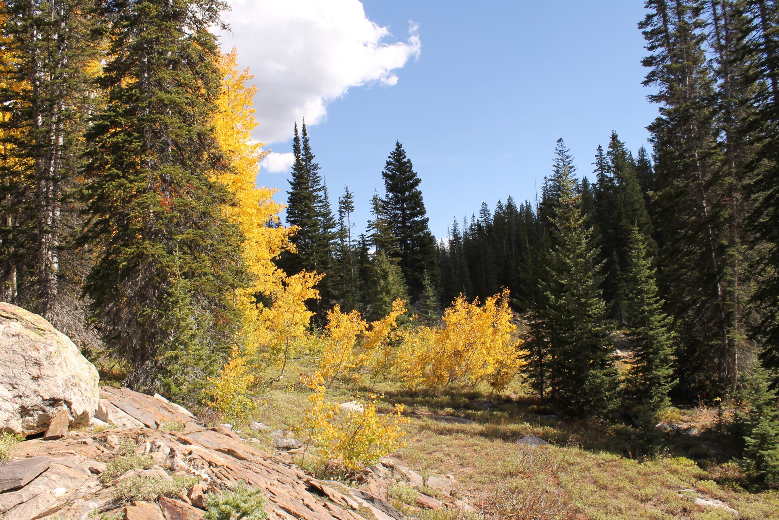 A scenic view of a forest in autumn, featuring vibrant yellow foliage among green pine trees. The foreground includes large rocks and patches of grass, while a clear blue sky with a few clouds is visible in the background. Fish Creek Falls mountain bike trail.