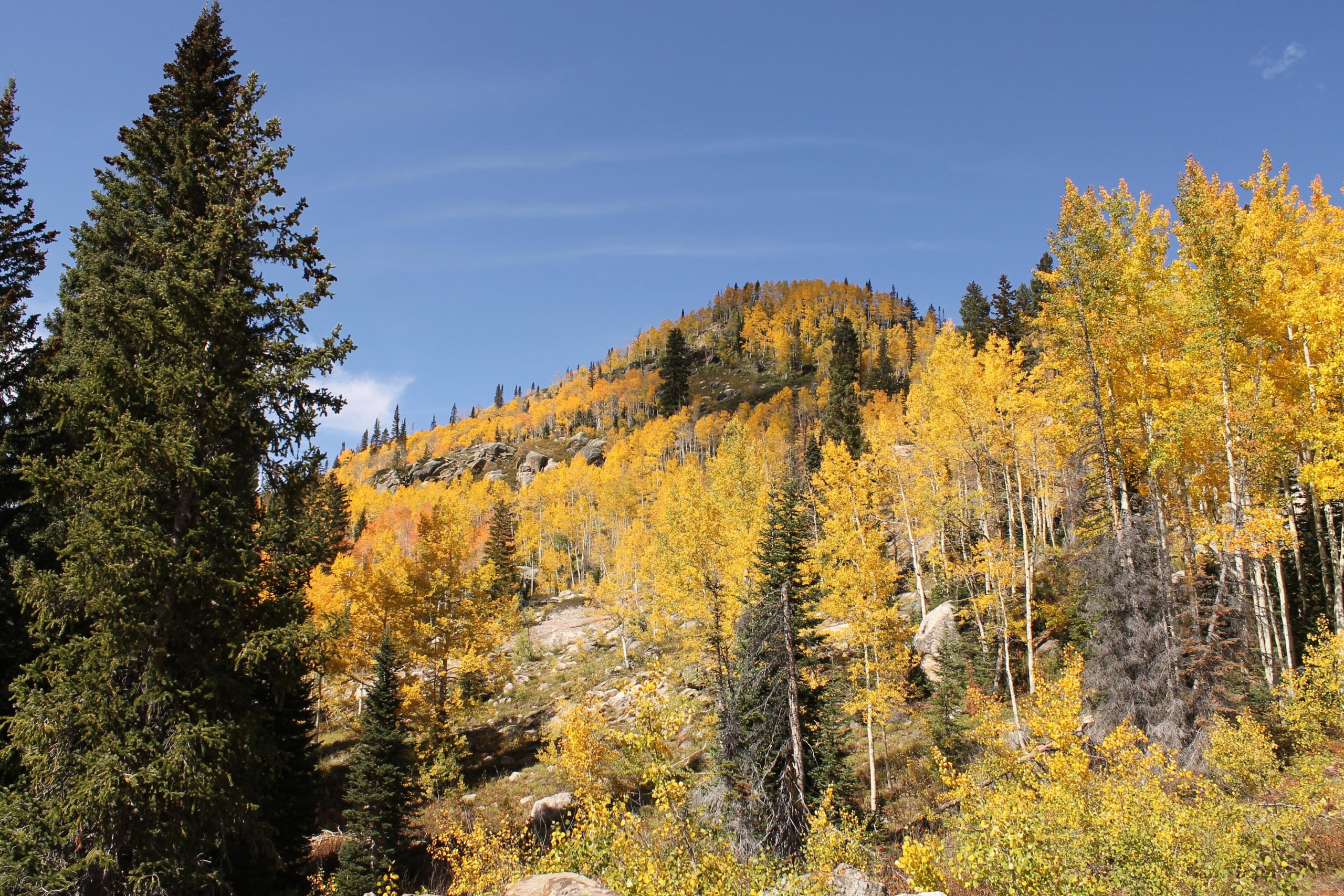 A scenic view of a hillside covered with vibrant autumn foliage, including bright yellow aspen trees among evergreens, under a clear blue sky. Fish Creek Falls mountain bike trail.