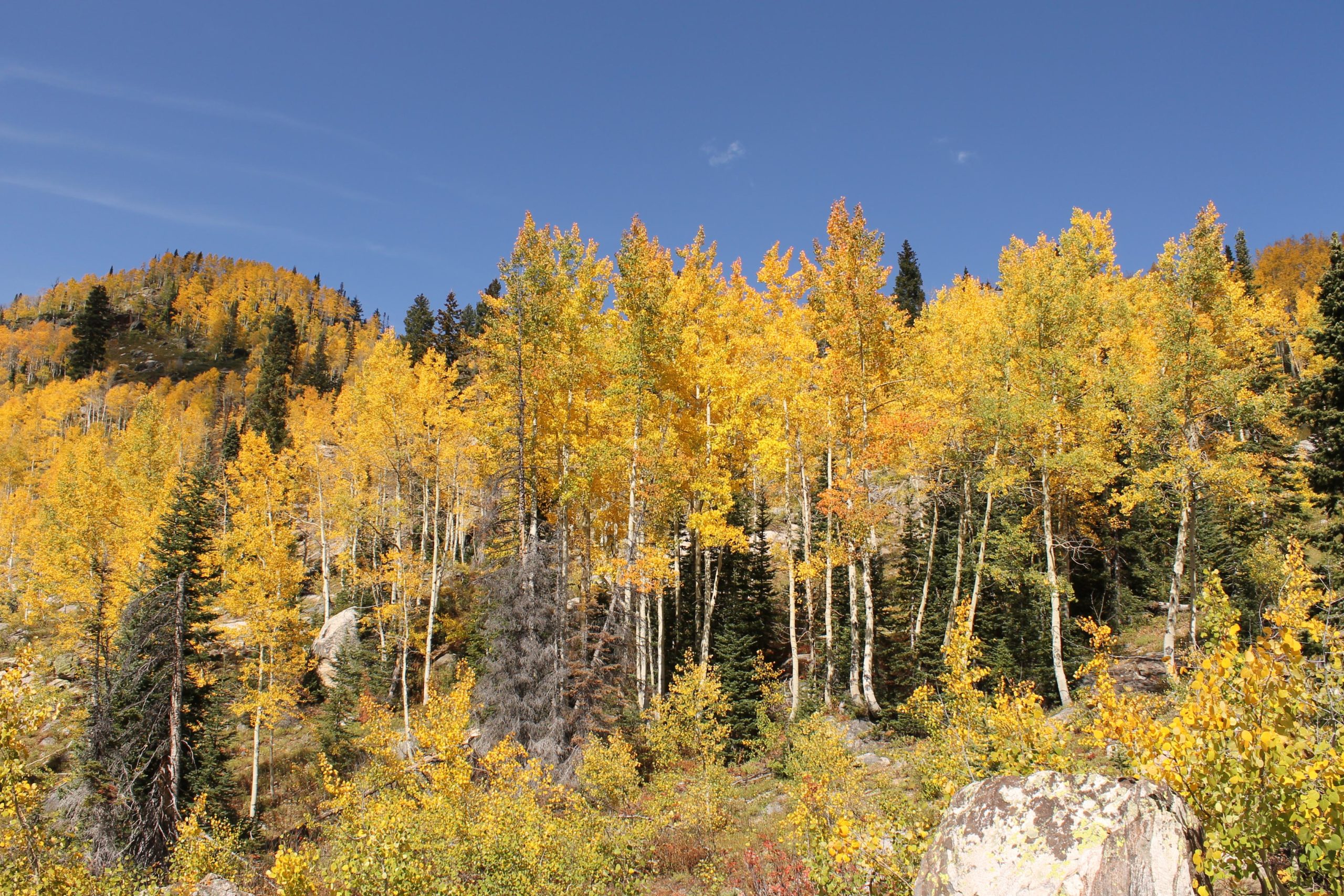 A scenic landscape featuring a forest of vibrant yellow aspen trees against a clear blue sky, with patches of green coniferous trees in the background. Rocky terrain is visible at the base, enhancing the natural beauty of the autumn setting. Fish Creek Falls mountain bike trail.