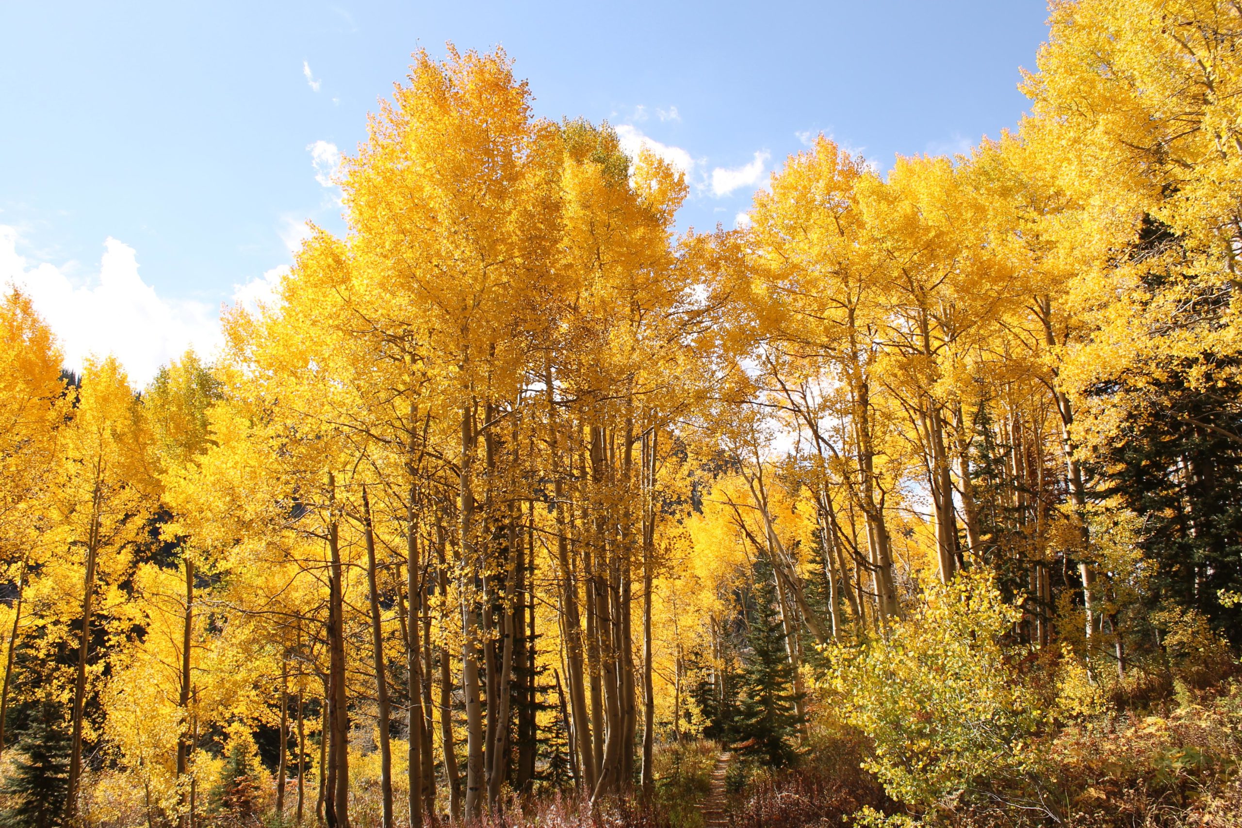 A scenic view of a grove of tall trees with vibrant yellow leaves under a clear blue sky, surrounded by hints of green foliage and a well-worn dirt path leading through the forest. Fish Creek Falls mountain bike trail.