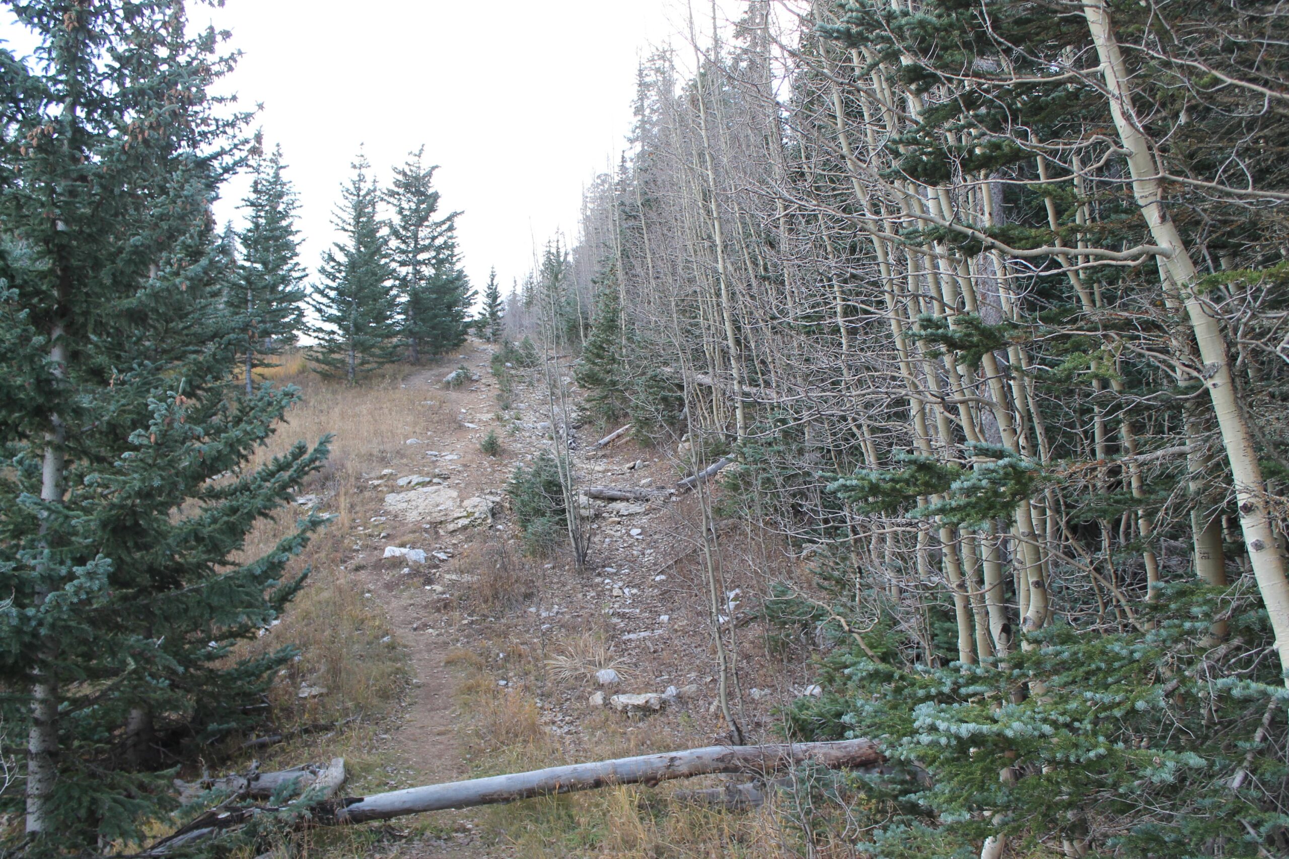 A narrow dirt trail winding through a forest with tall evergreen trees on either side, some with bare branches and others densely covered with green foliage. The ground is rocky and features patches of grass, indicating a natural, untamed environment. Ellis Trail mountain bike trail.