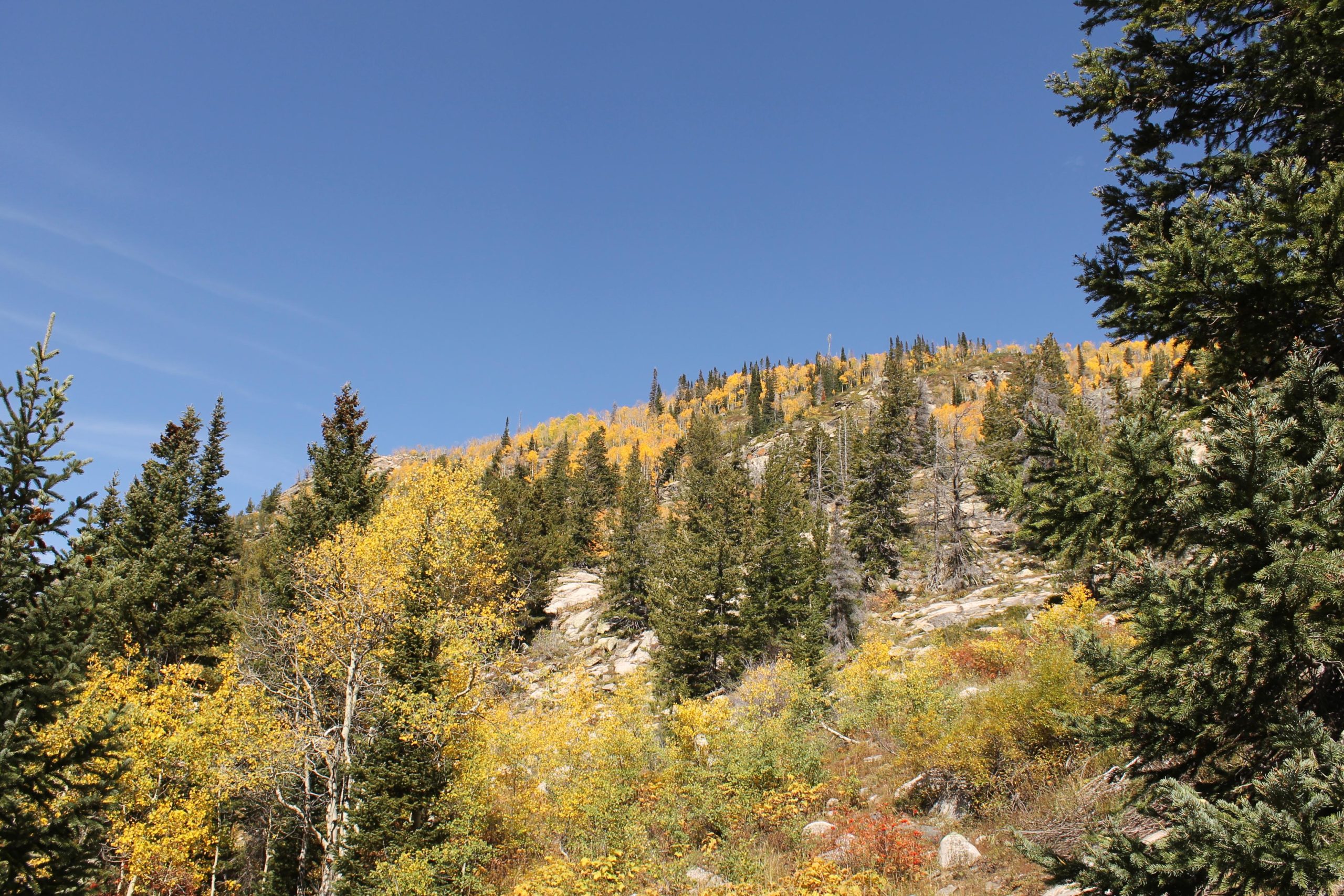A scenic view of a mountain slope featuring a variety of trees, including evergreens and deciduous trees with autumn foliage. The sky is clear and blue, complementing the vibrant colors of yellow and green in the landscape. Rocky formations can be seen along the hillside, adding textural contrast to the lush vegetation. Fish Creek Falls mountain bike trail.