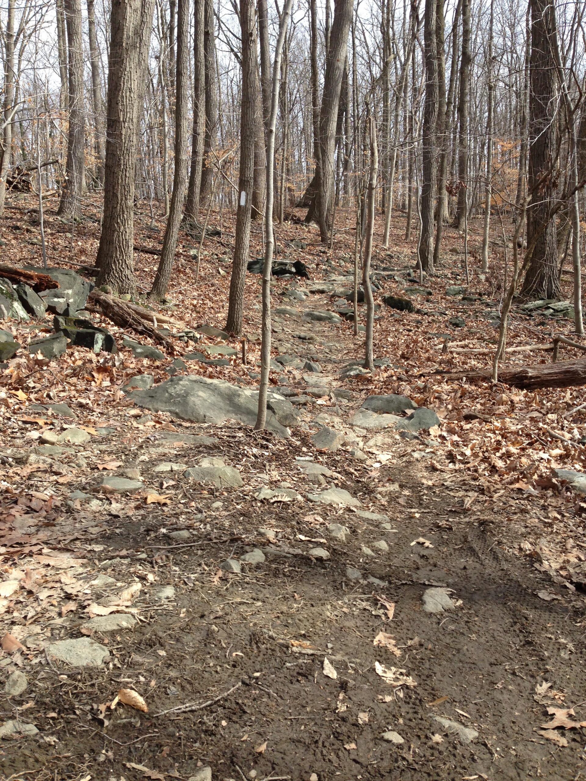 A narrow trail winding through a deciduous forest in early spring, surrounded by bare trees and scattered stones. The ground is covered with fallen leaves and dirt, indicating a natural hiking path. Patapsco Valley State Park (Avalon Area) mountain bike trail.