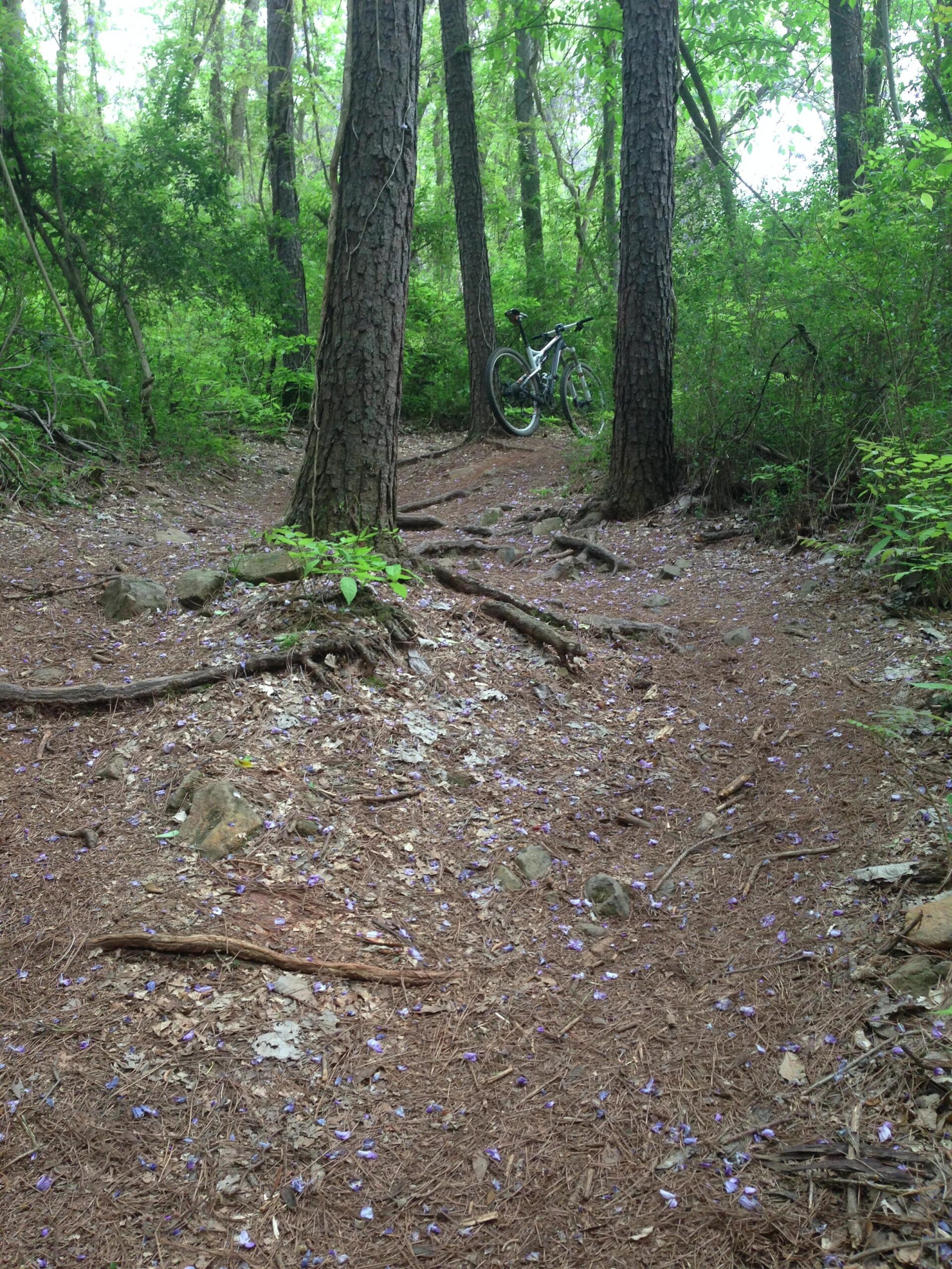 A forested pathway lined with tall trees and scattered purple flower petals on the ground, with a bicycle leaning against a tree in the background. USNWC mountain bike trail.