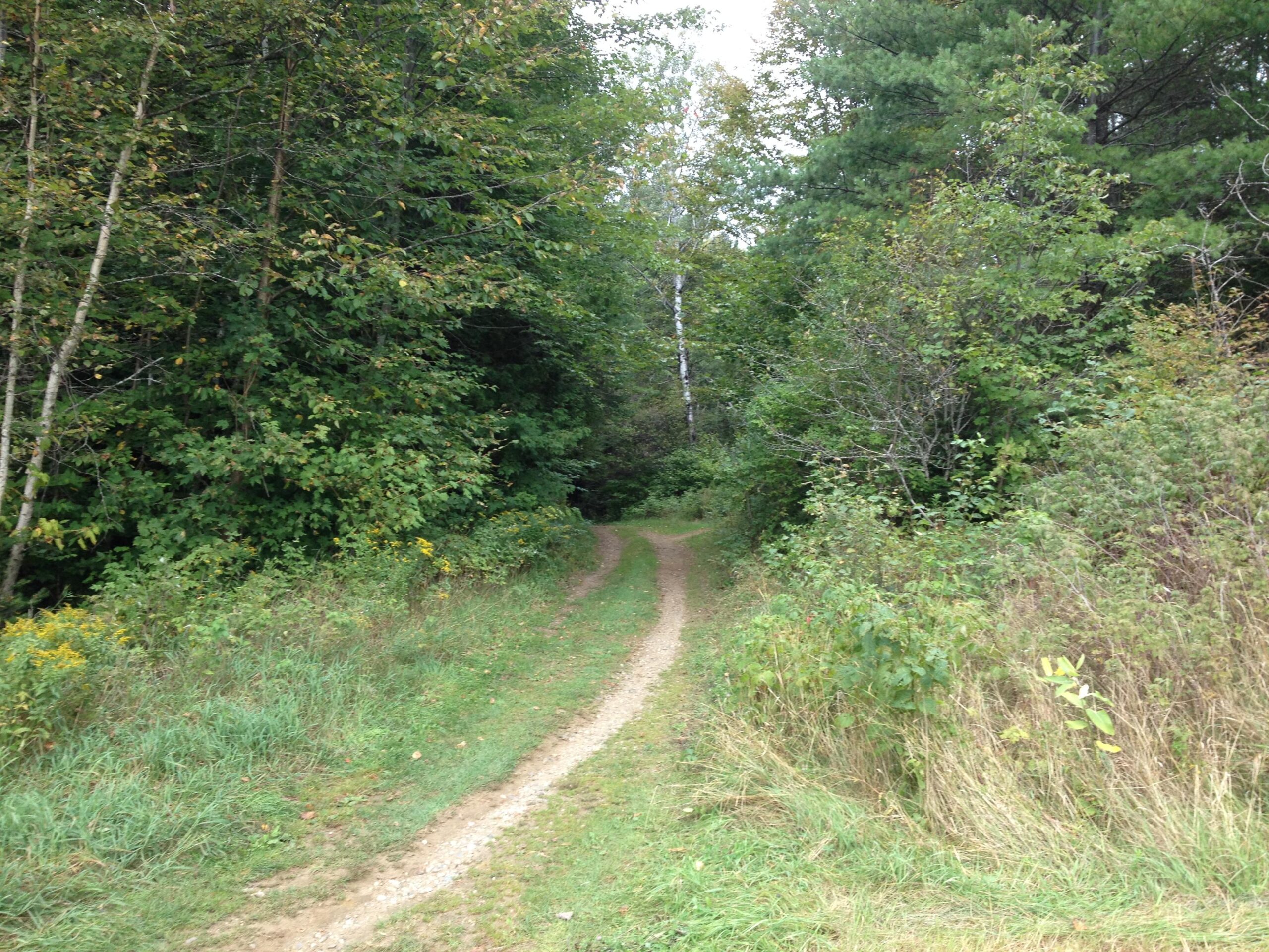 A narrow dirt path winds its way through a densely wooded area, flanked by lush green foliage and wildflowers. The scene is tranquil, with tall trees and various shades of green creating a serene atmosphere in a natural setting. Kingdom Trails mountain bike trail.