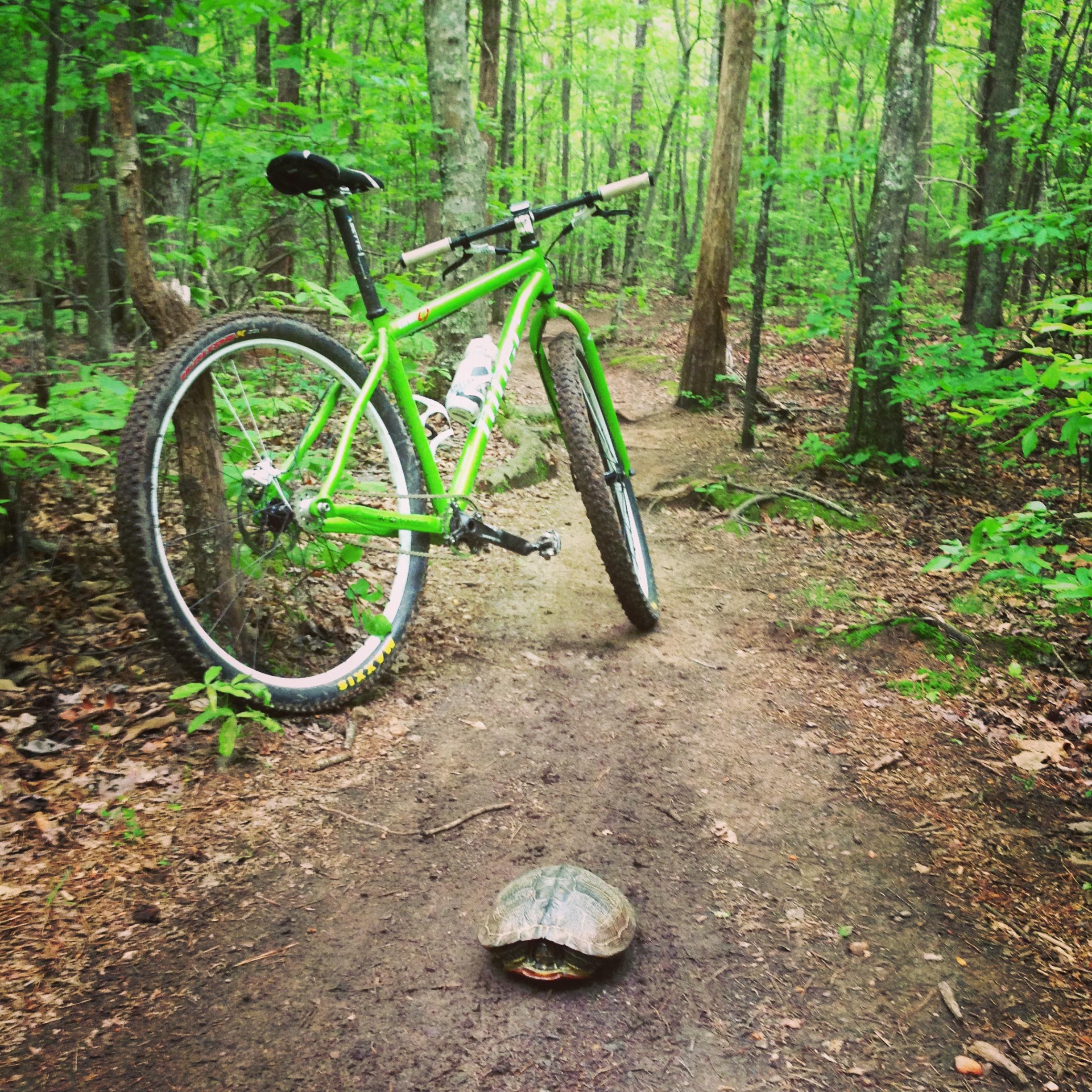A green mountain bike parked beside a dirt path in a lush, green forest, with a turtle crossing the trail in front of the bike. USNWC mountain bike trail.