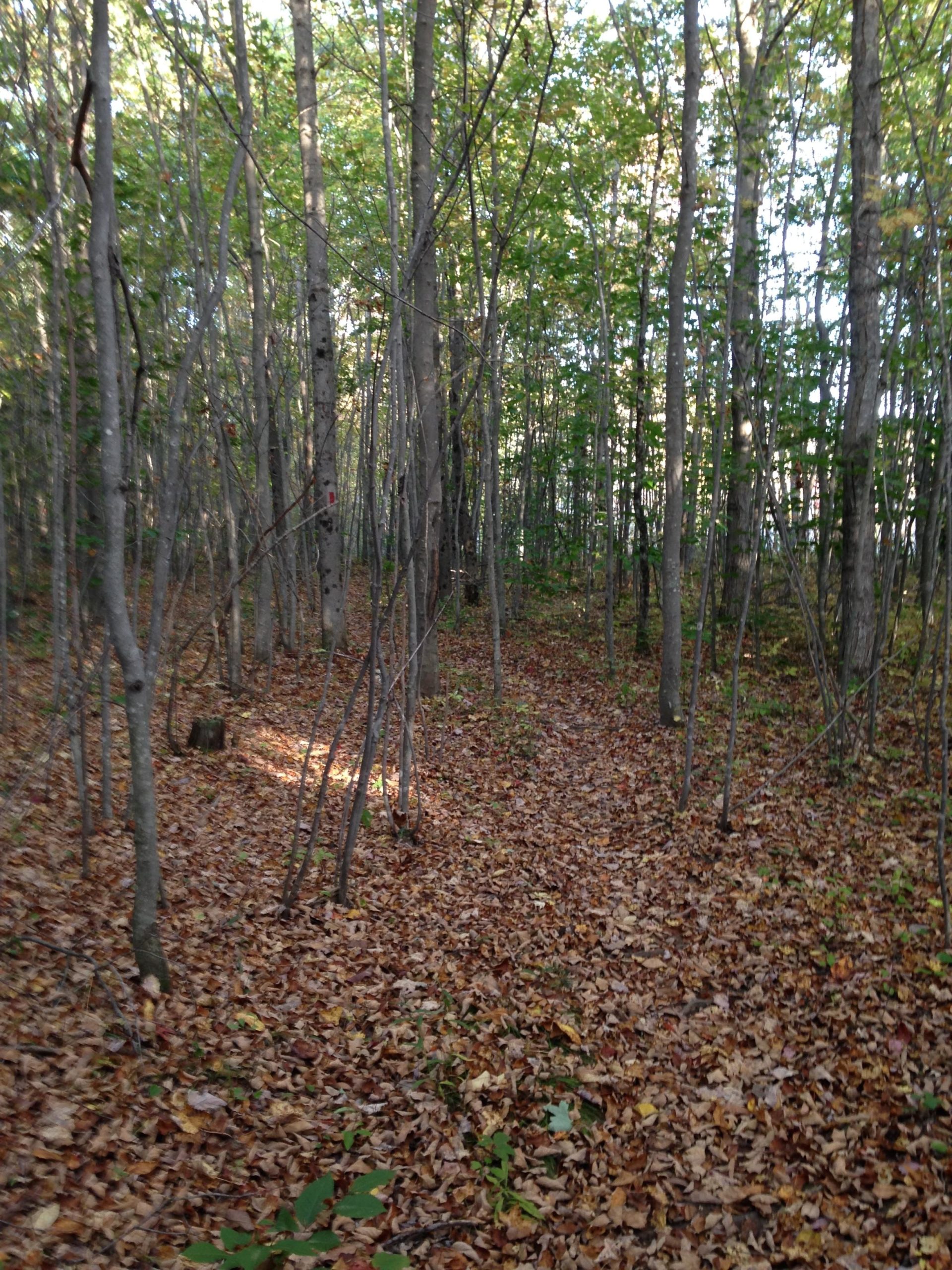 A narrow dirt path winding through a forest of tall trees, with a carpet of fallen leaves covering the ground. The scene is lit by soft sunlight filtering through the leaves, creating a serene atmosphere. Bradbury Mt State Park mountain bike trail.