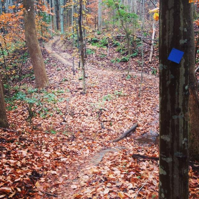A winding trail through a wooded area covered in fallen autumn leaves, with a blue trail marker visible on a tree trunk. The scene features a variety of trees and underbrush, evoking a peaceful and natural outdoor setting. Itusi @ Lake Norman State Park mountain bike trail.