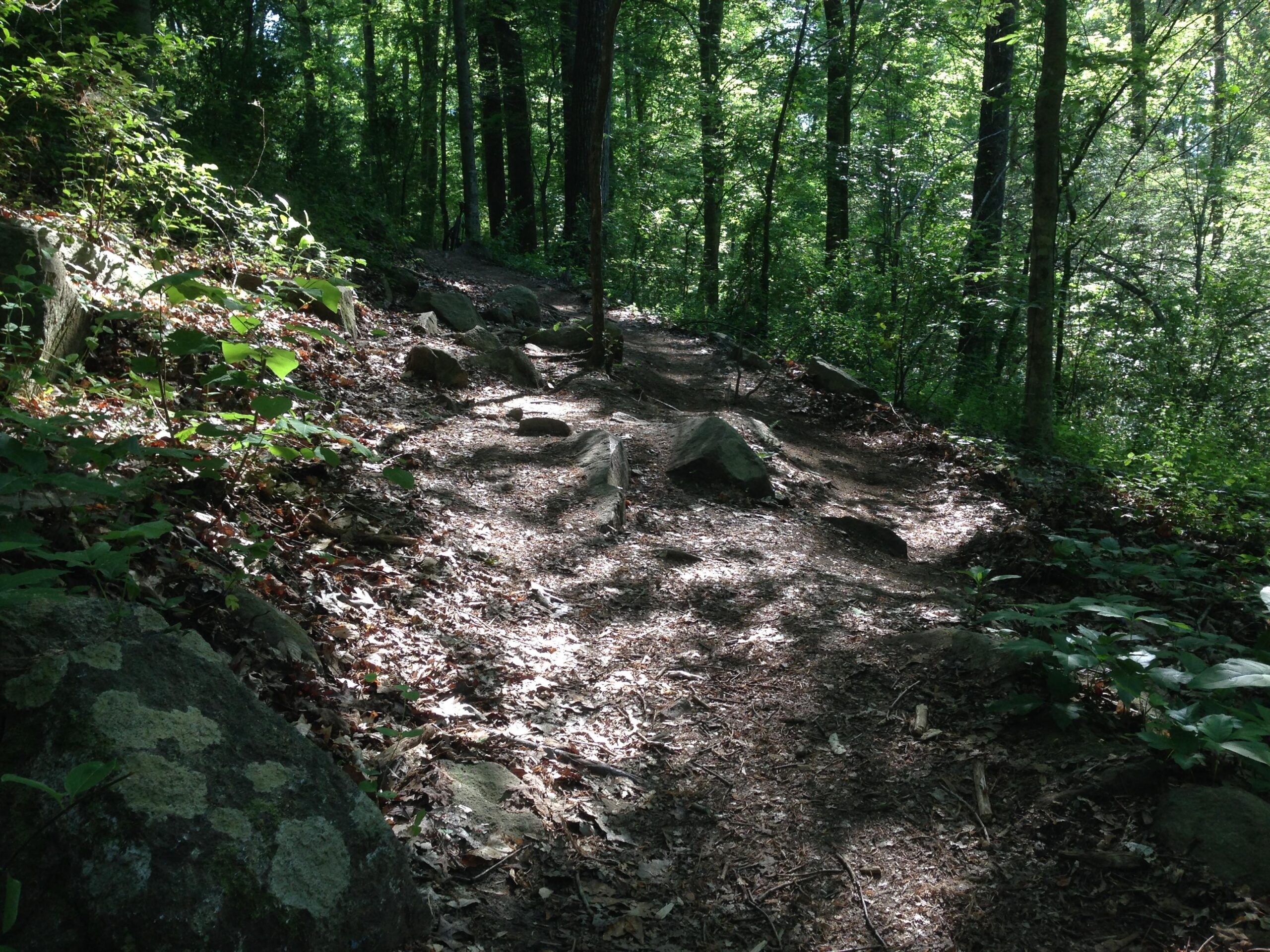 A dirt path winding through a lush green forest, flanked by trees and large rocks. The ground is covered with leaves, and dappled sunlight filters through the canopy, creating a serene atmosphere. USNWC mountain bike trail.