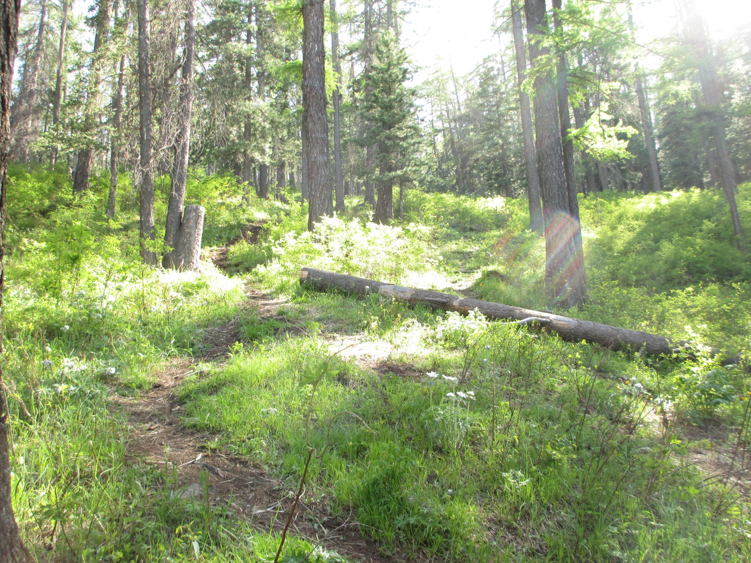 A sunlit forest path winding through lush greenery and tall trees, with fallen logs and patches of light filtering through the leaves. Zaisan Chutes mountain bike trail.